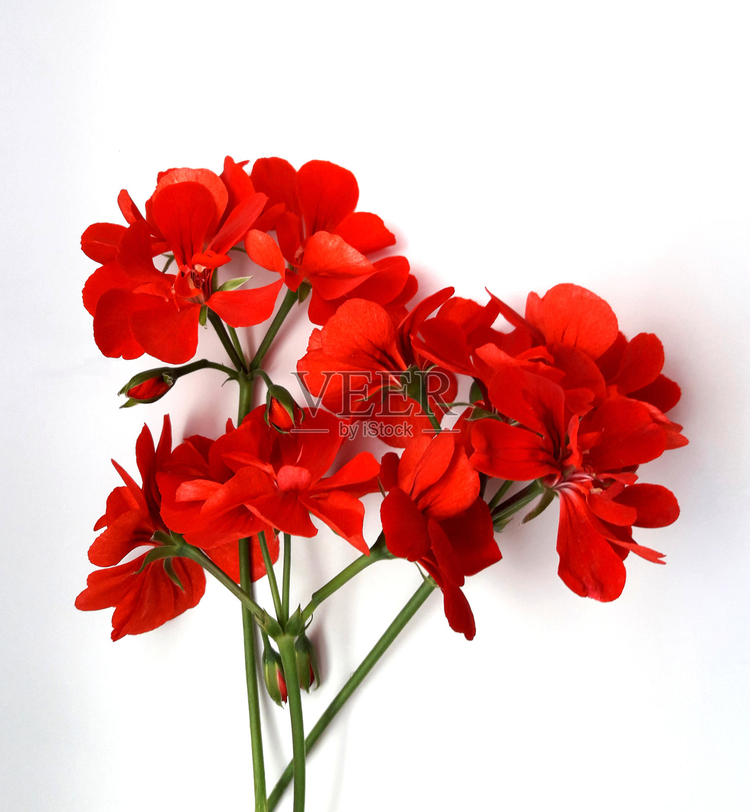 白底红花天竺葵照片摄影图片