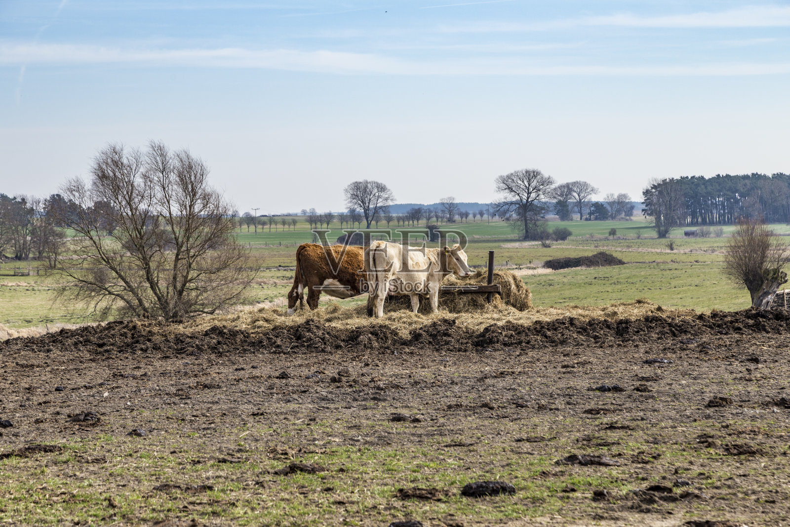 牛在田野里吃草照片摄影图片