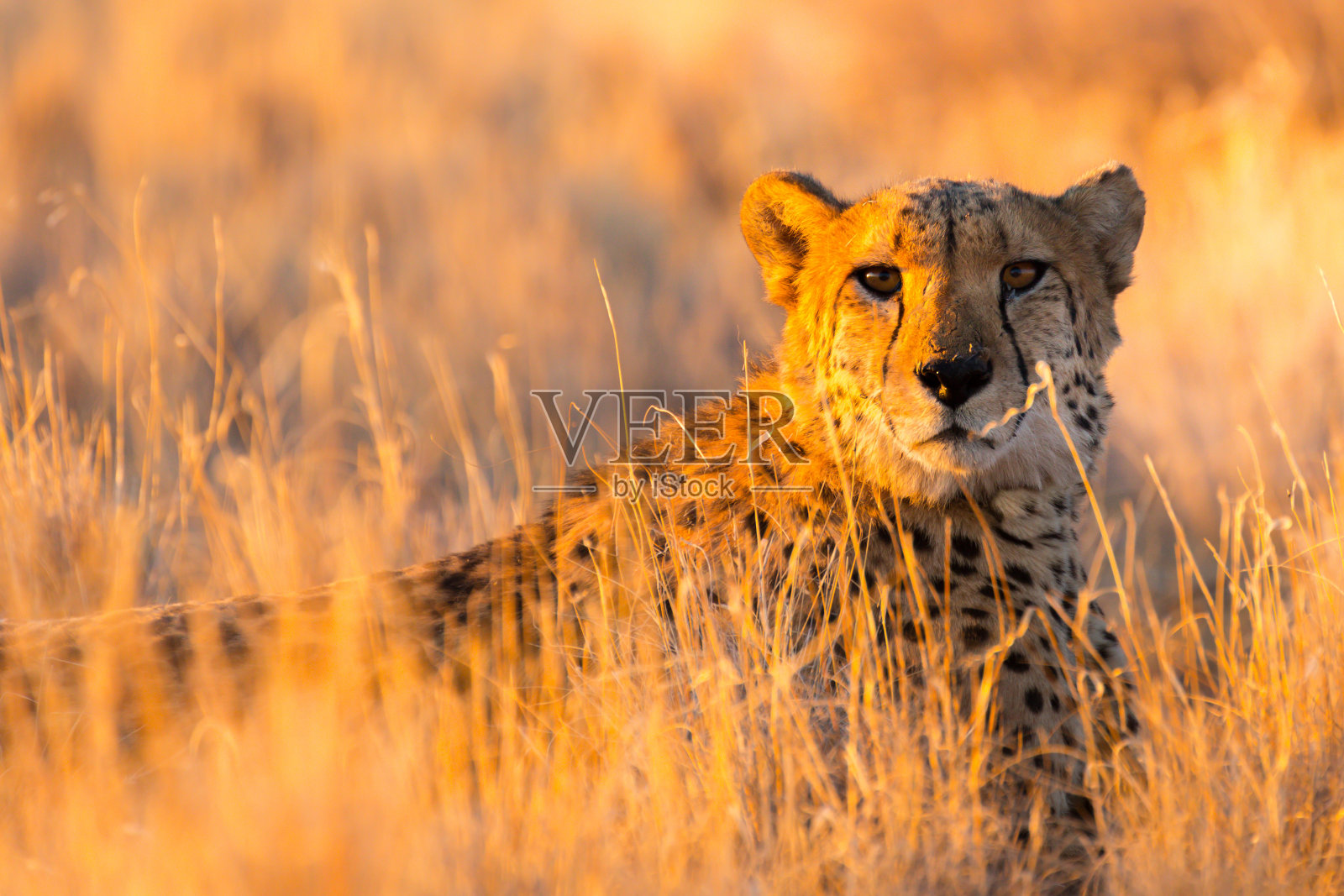 纳米比亚埃托沙国家公园里的猎豹照片摄影图片