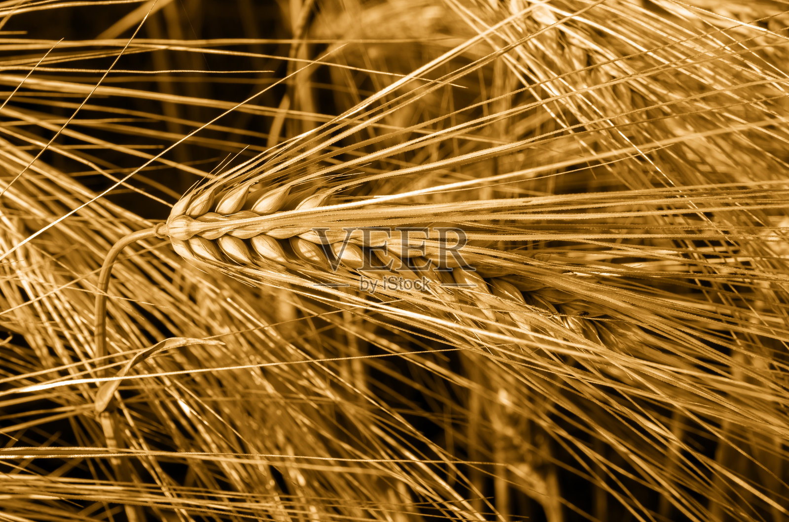 大麦穗的特写。大麦的细节。照片摄影图片