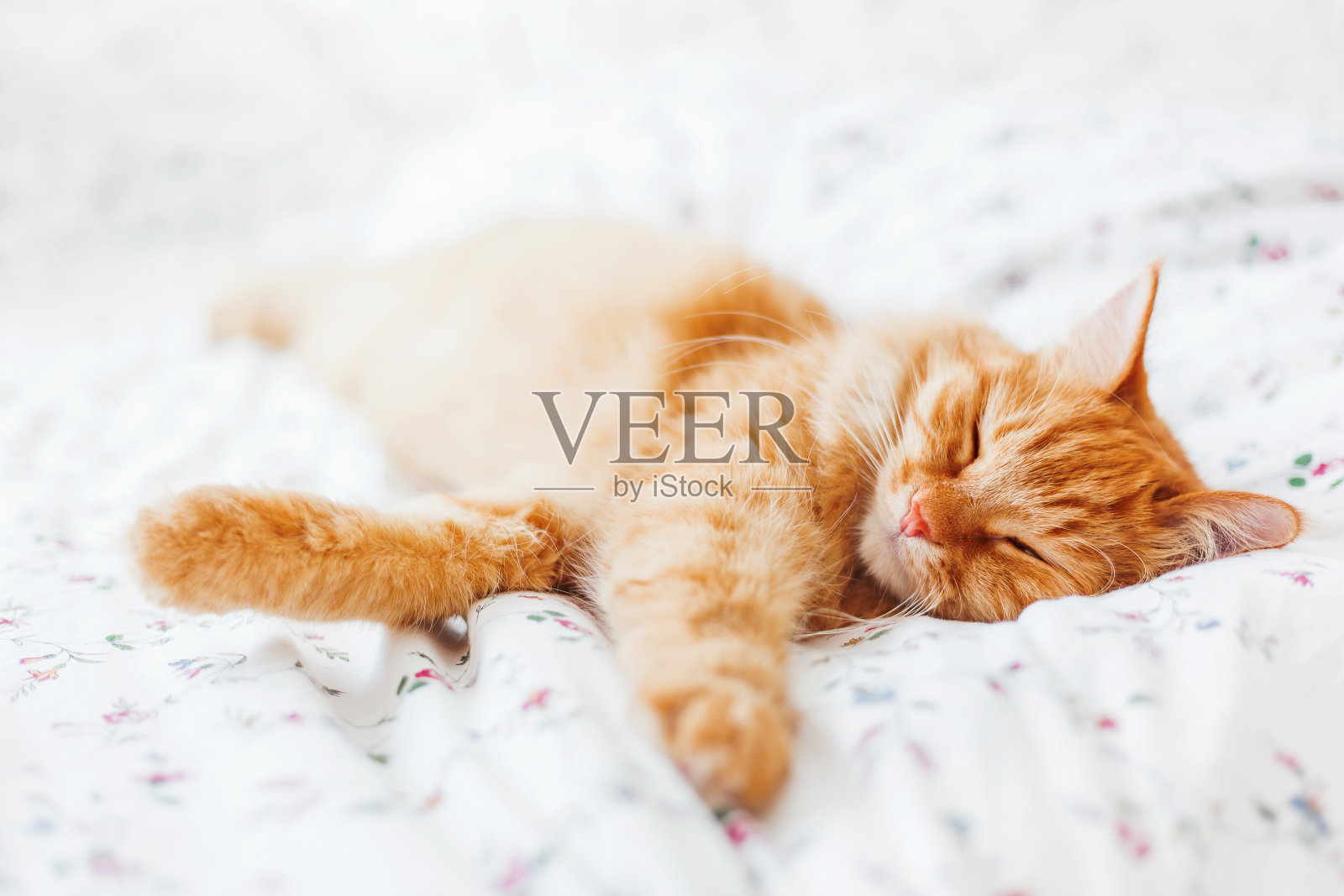 可爱的姜黄色的猫躺在床上。毛茸茸的宠物舒舒服服地躺下睡觉。舒适的家庭背景与有趣的宠物。照片摄影图片