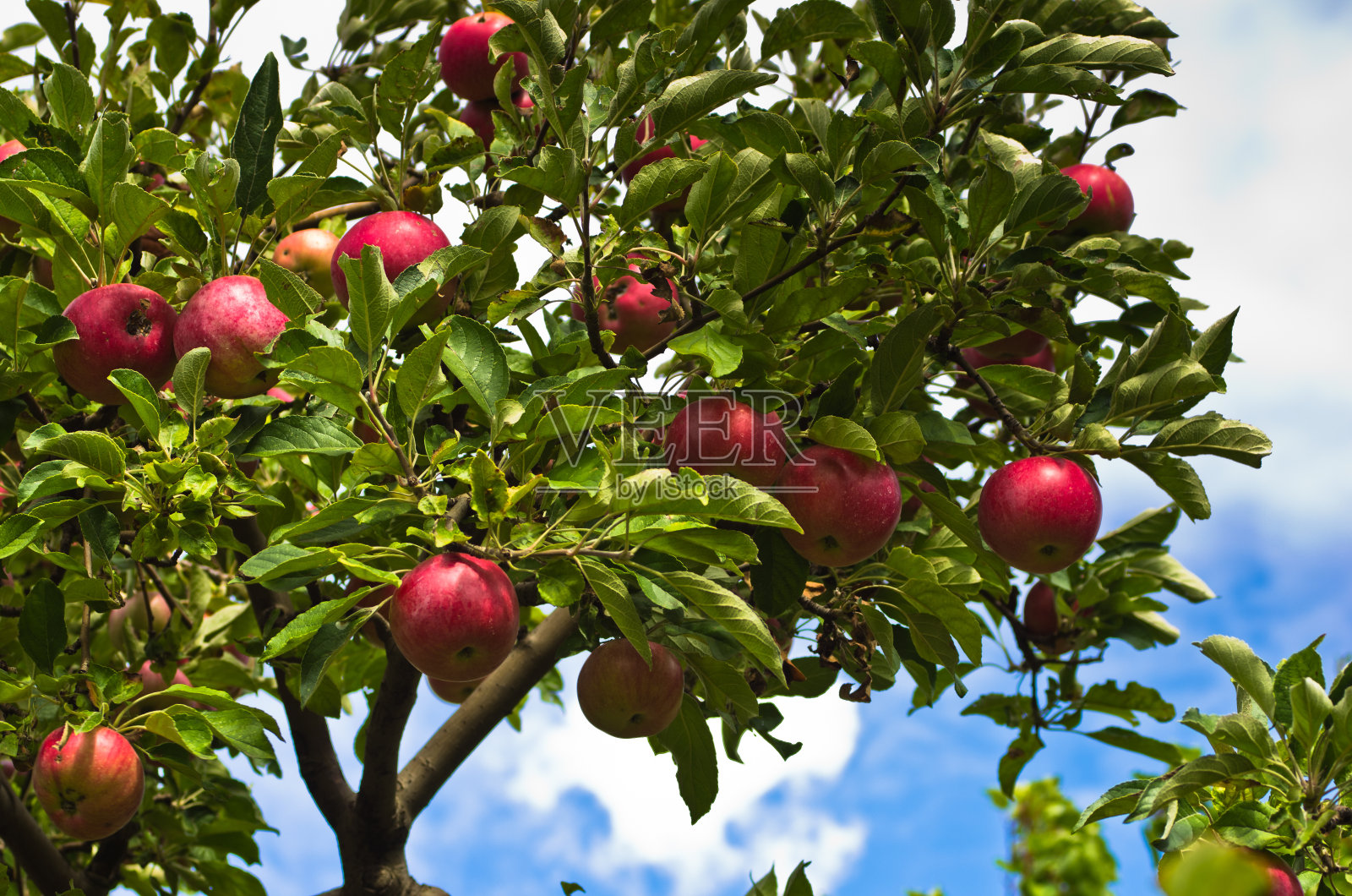 一个红苹果在果园的树上的特写照片摄影图片