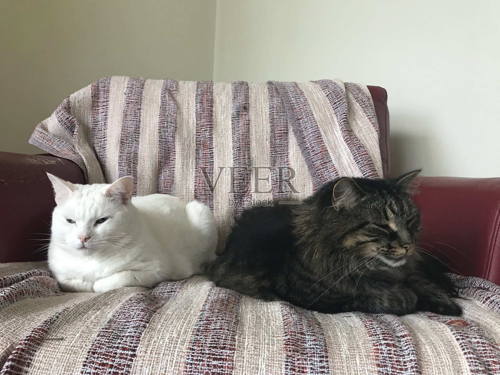两只猫，一只缅因猫和一只土耳其安哥拉猫舒服地躺在躺椅上。照片摄影图片