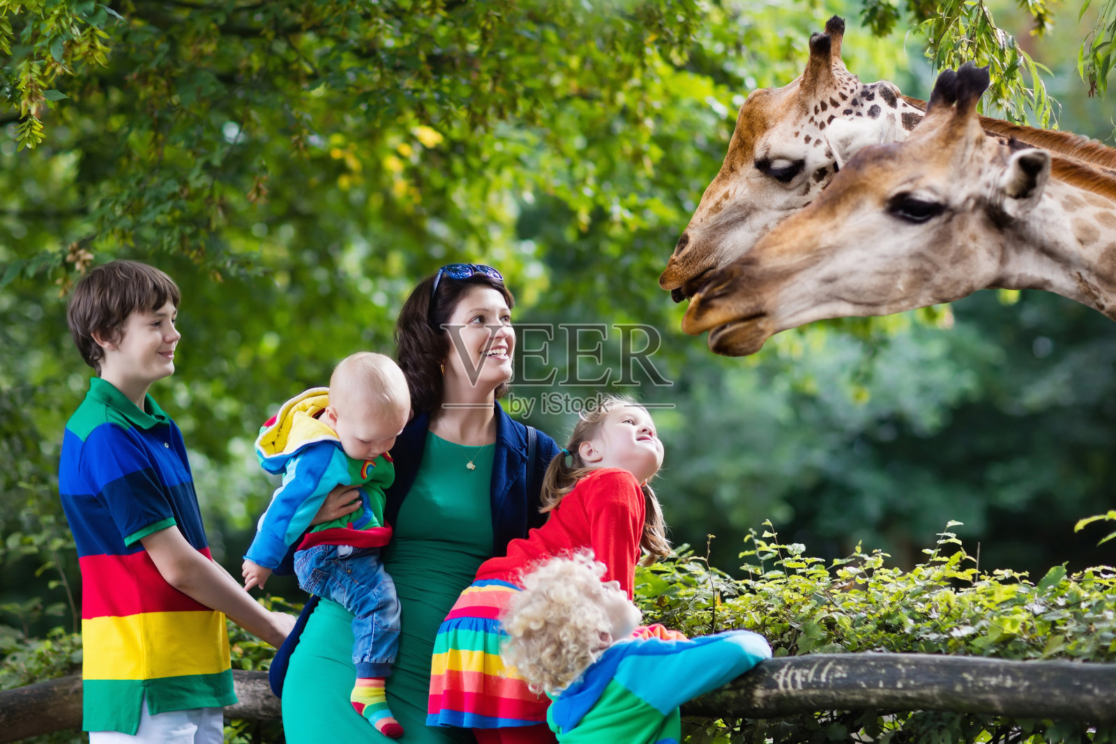 妈妈和孩子们在动物园喂长颈鹿照片摄影图片