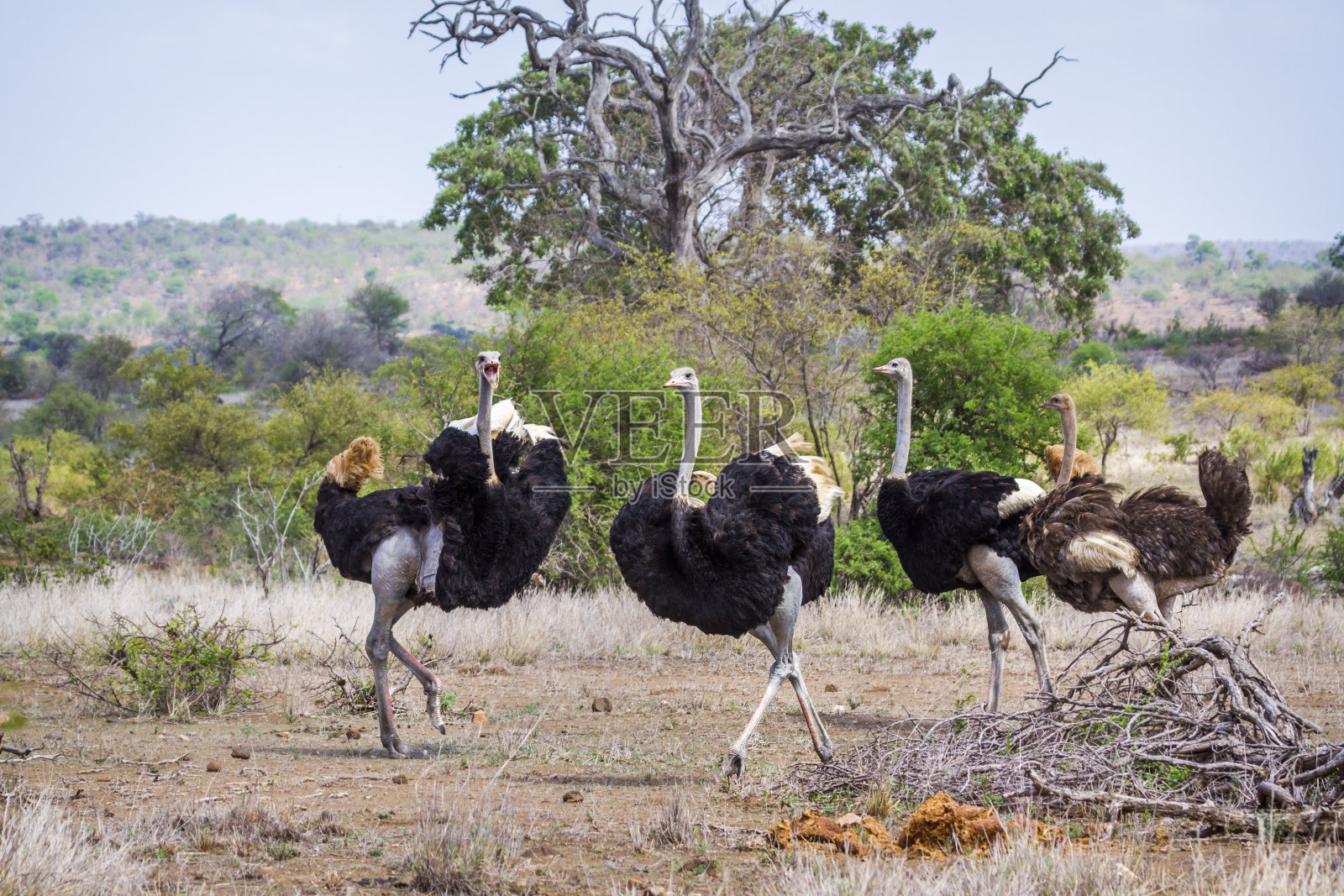南非克鲁格国家公园的非洲鸵鸟照片摄影图片