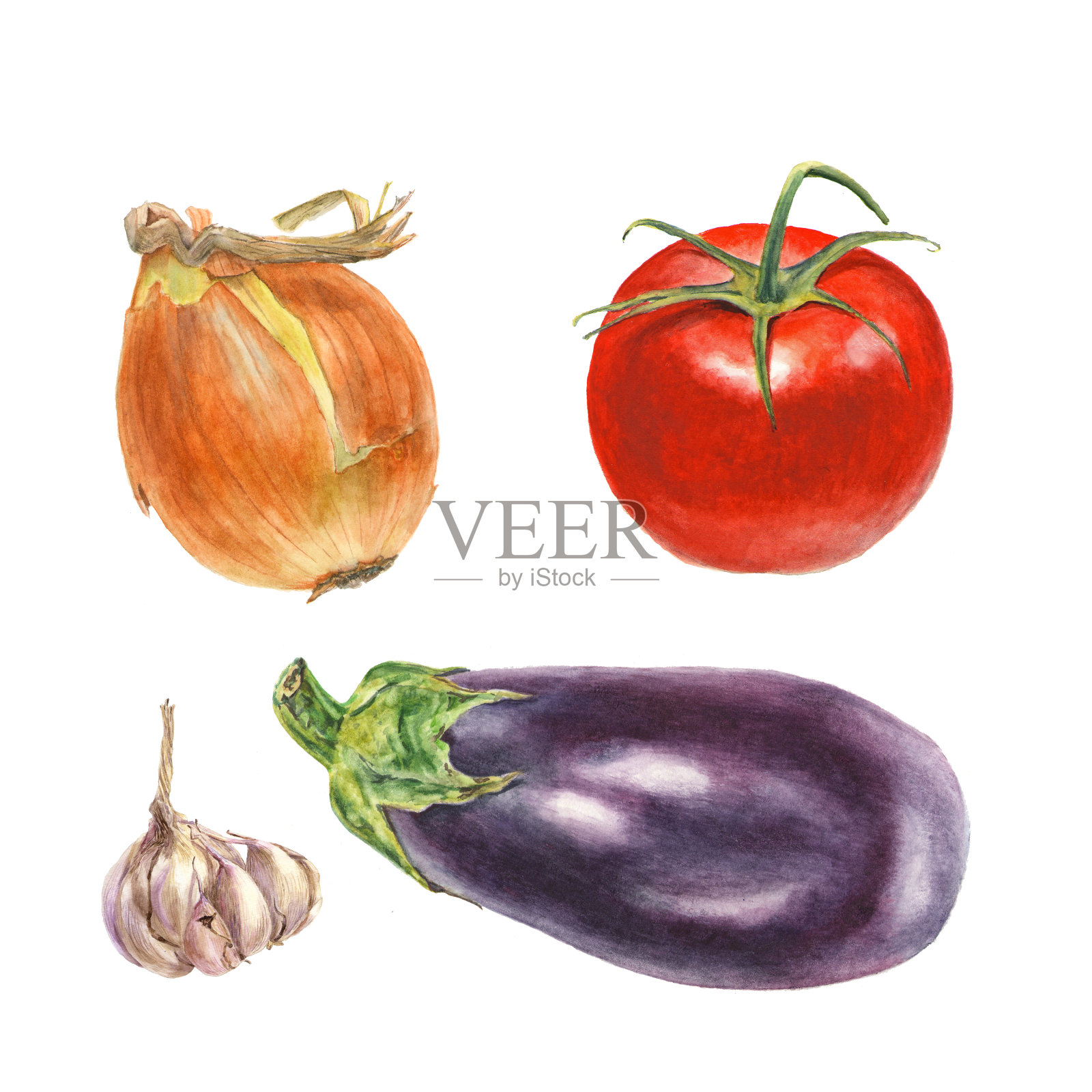 植物水彩插图的洋葱，西红柿，大蒜，茄子在白色的背景插画图片素材
