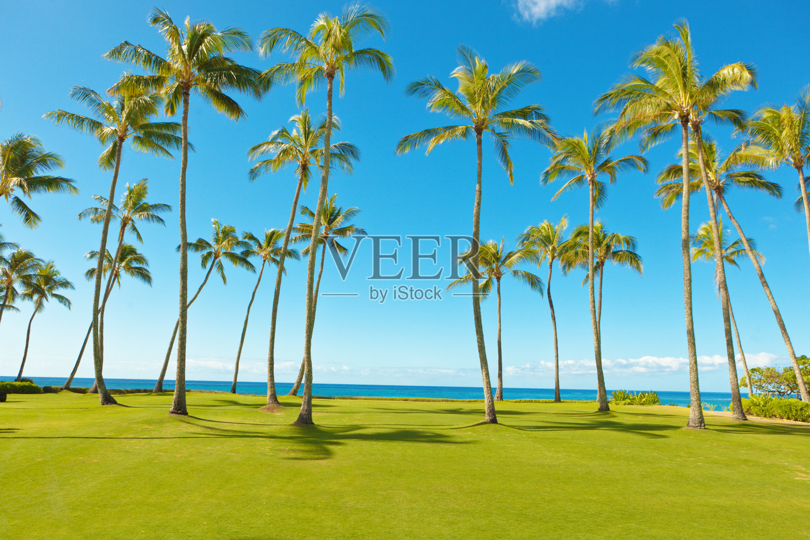 美国夏威夷考艾岛热带岛上的椰子树照片摄影图片
