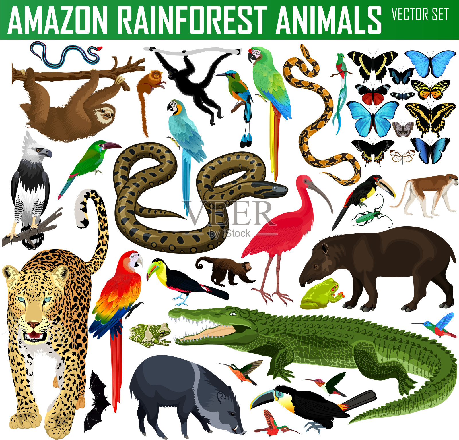 大型矢量亚马逊热带雨林丛林动物插画图片素材