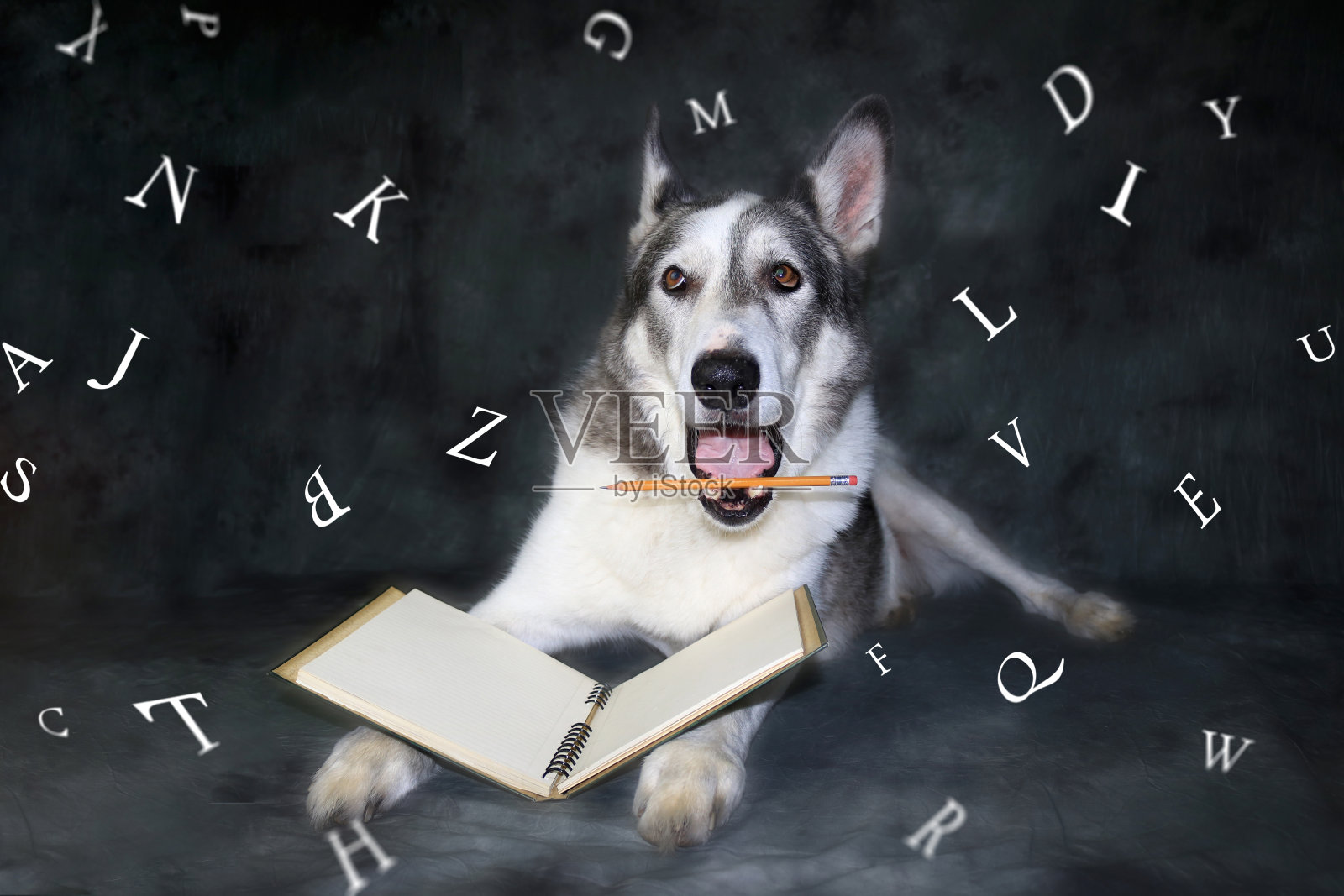 有趣的狗想学字母照片摄影图片