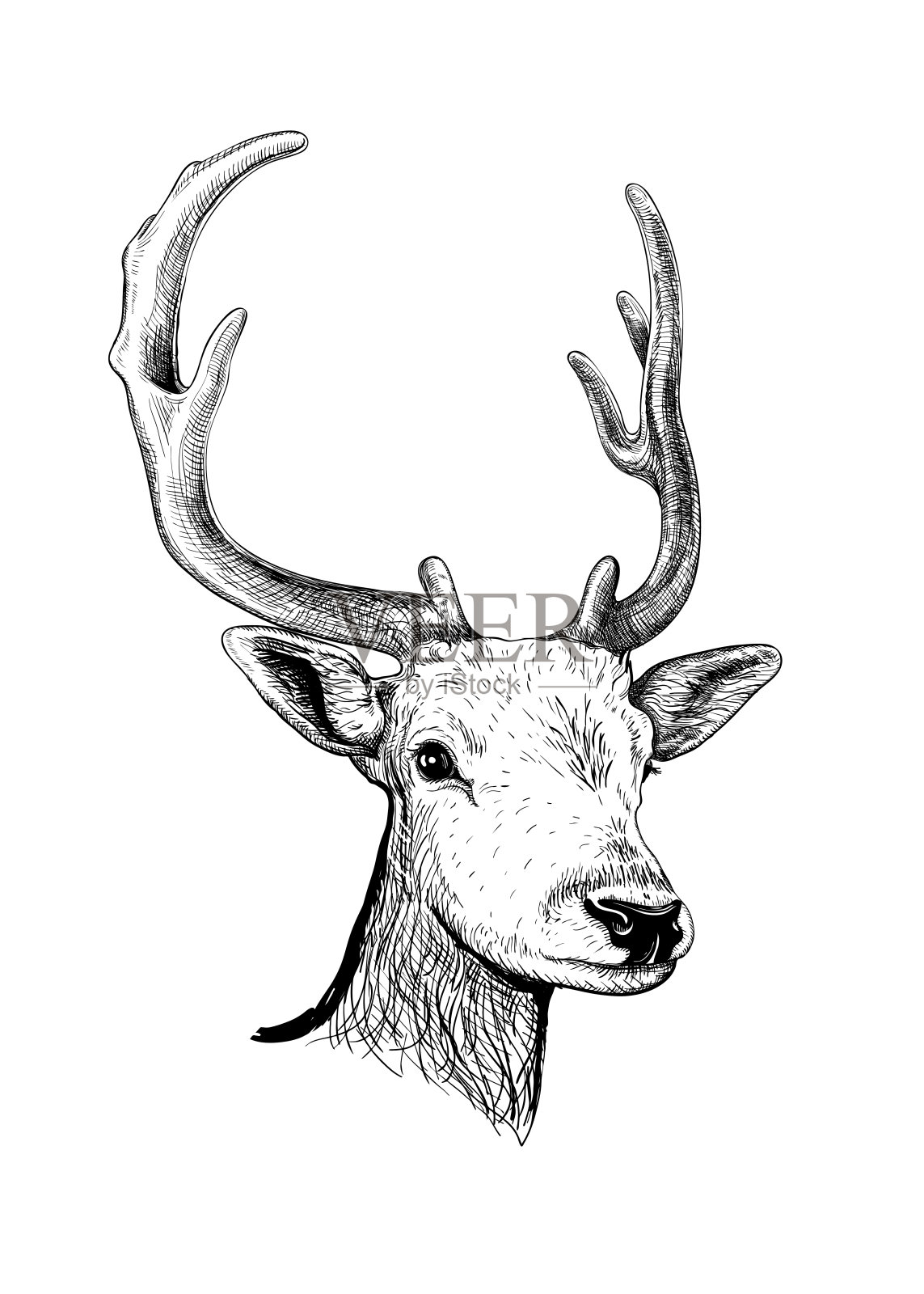 鹿。手绘草图插画图片素材
