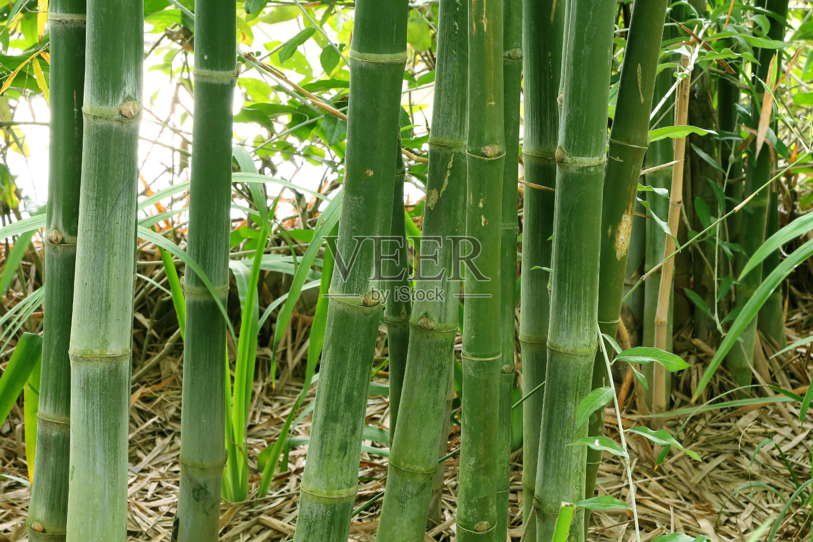 青竹茎在竹林中，以自然的格局为背景。照片摄影图片