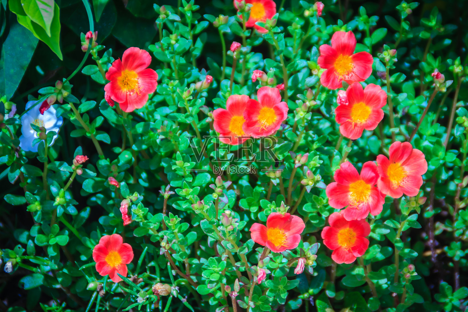美丽的红色马齿苋花，也被称为普通马齿苋，小猪草，红根，或马齿苋。照片摄影图片