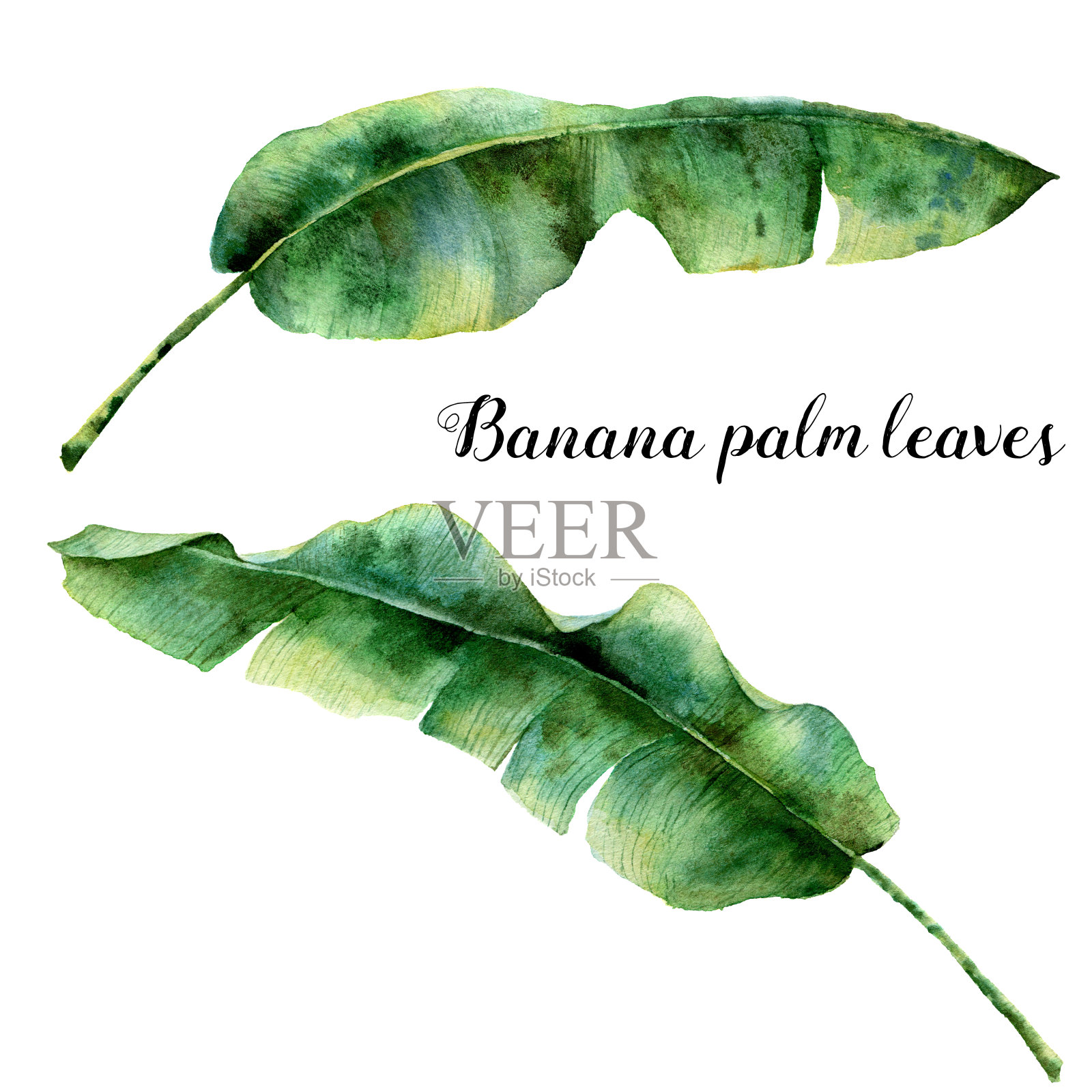水彩异国棕榈叶。手绘香蕉枝。在白色背景上孤立的热带植物。植物插图。为设计，打印或背景插画图片素材