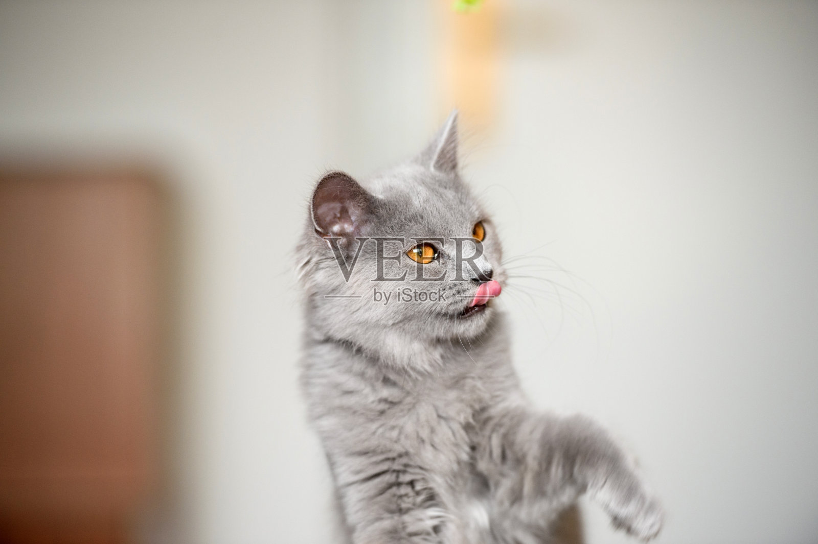 伸出舌头的夏特鲁猫照片摄影图片