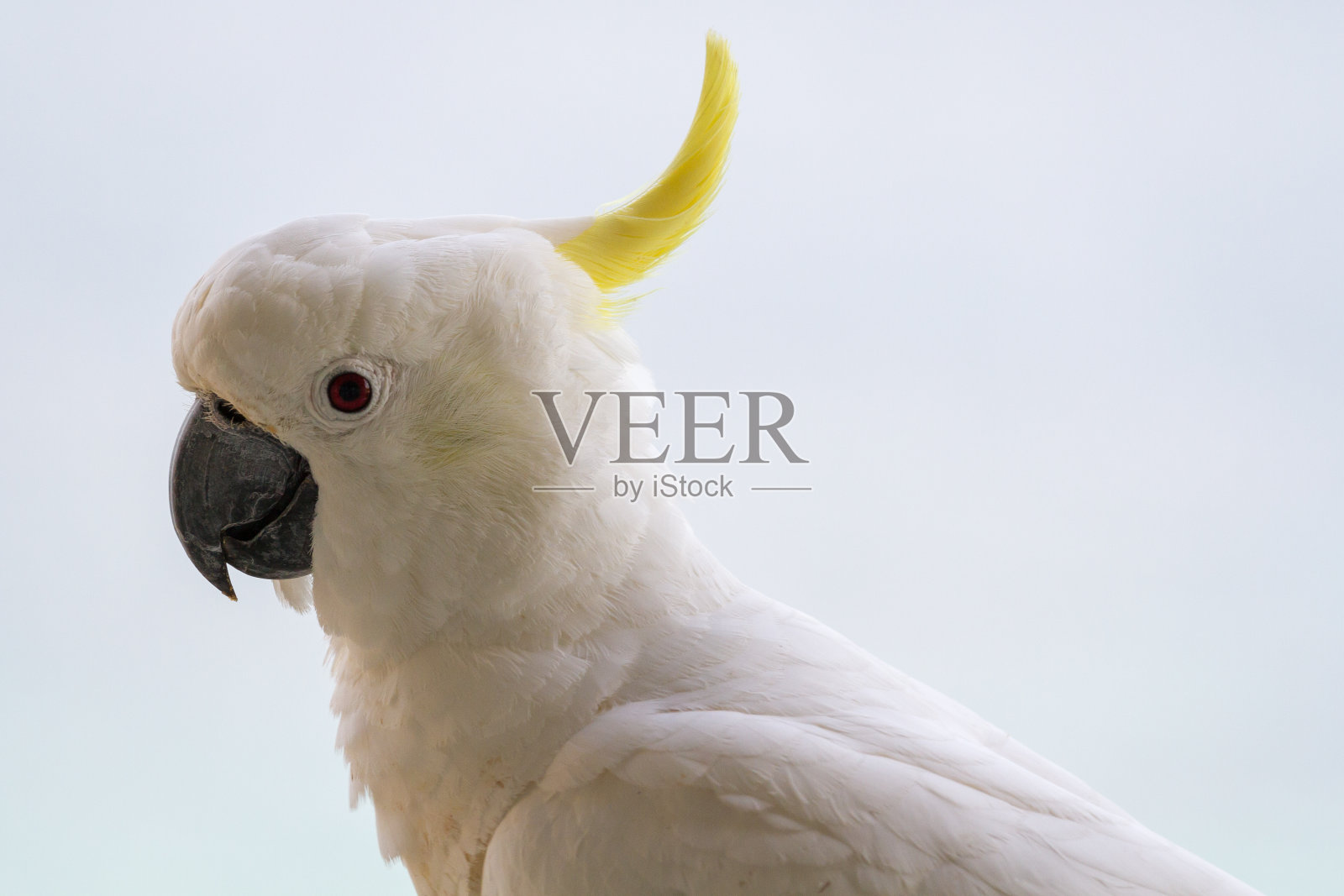 近距离观察一只凤头鹦鹉，它有白色的羽毛和羽冠照片摄影图片