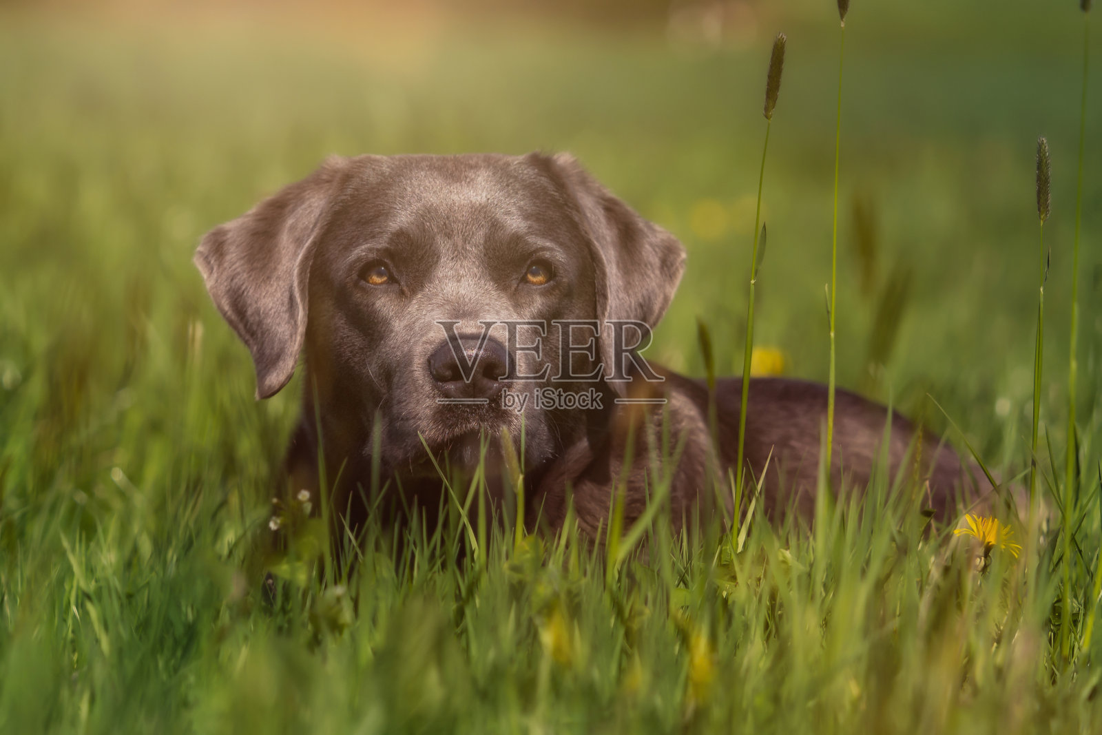 一只拉布拉多寻回犬躺在草地上照片摄影图片
