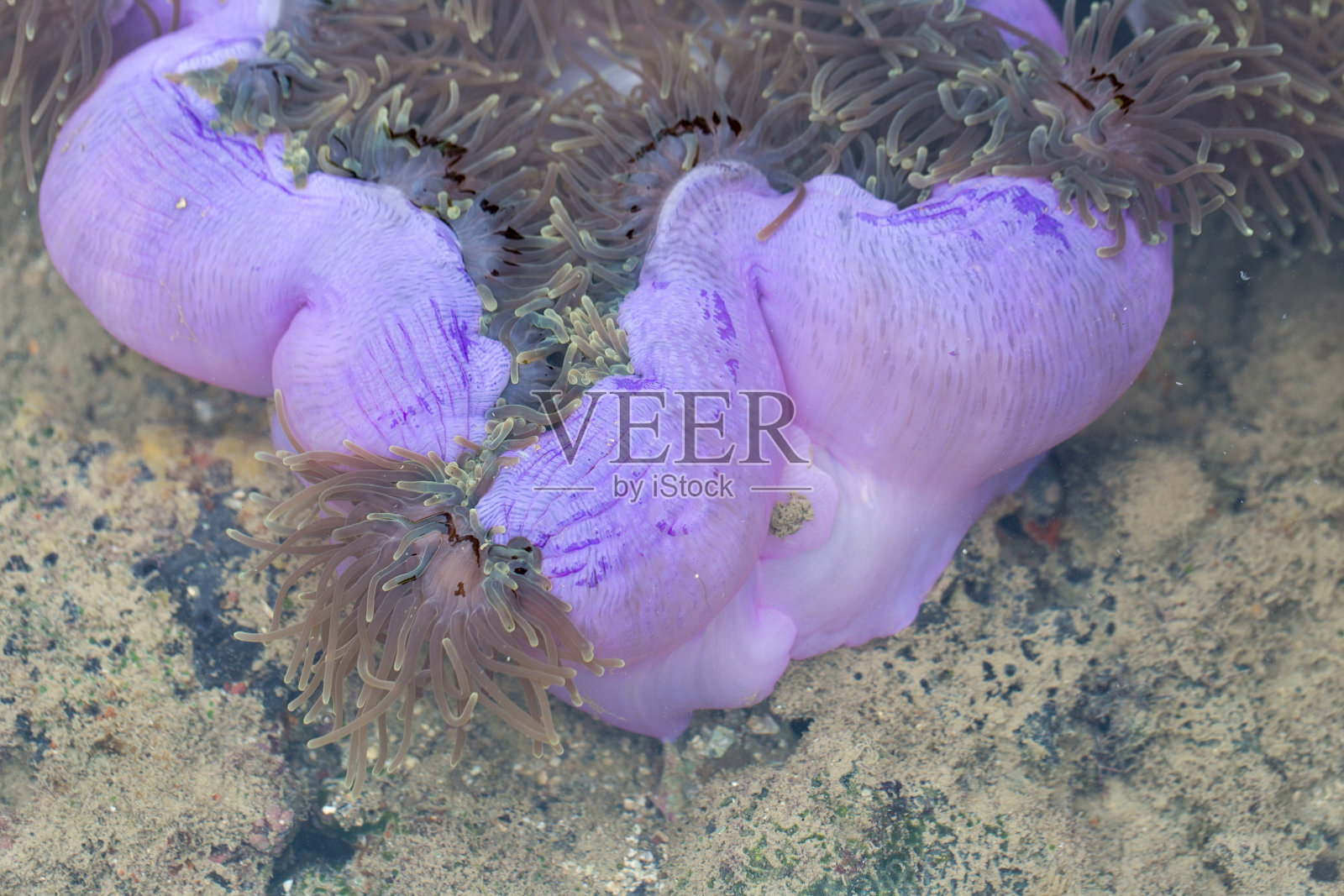 海葵是海洋的一组，海葵被分类在刺胞动物门，珊瑚虫纲，海葵亚纲进行教育。照片摄影图片