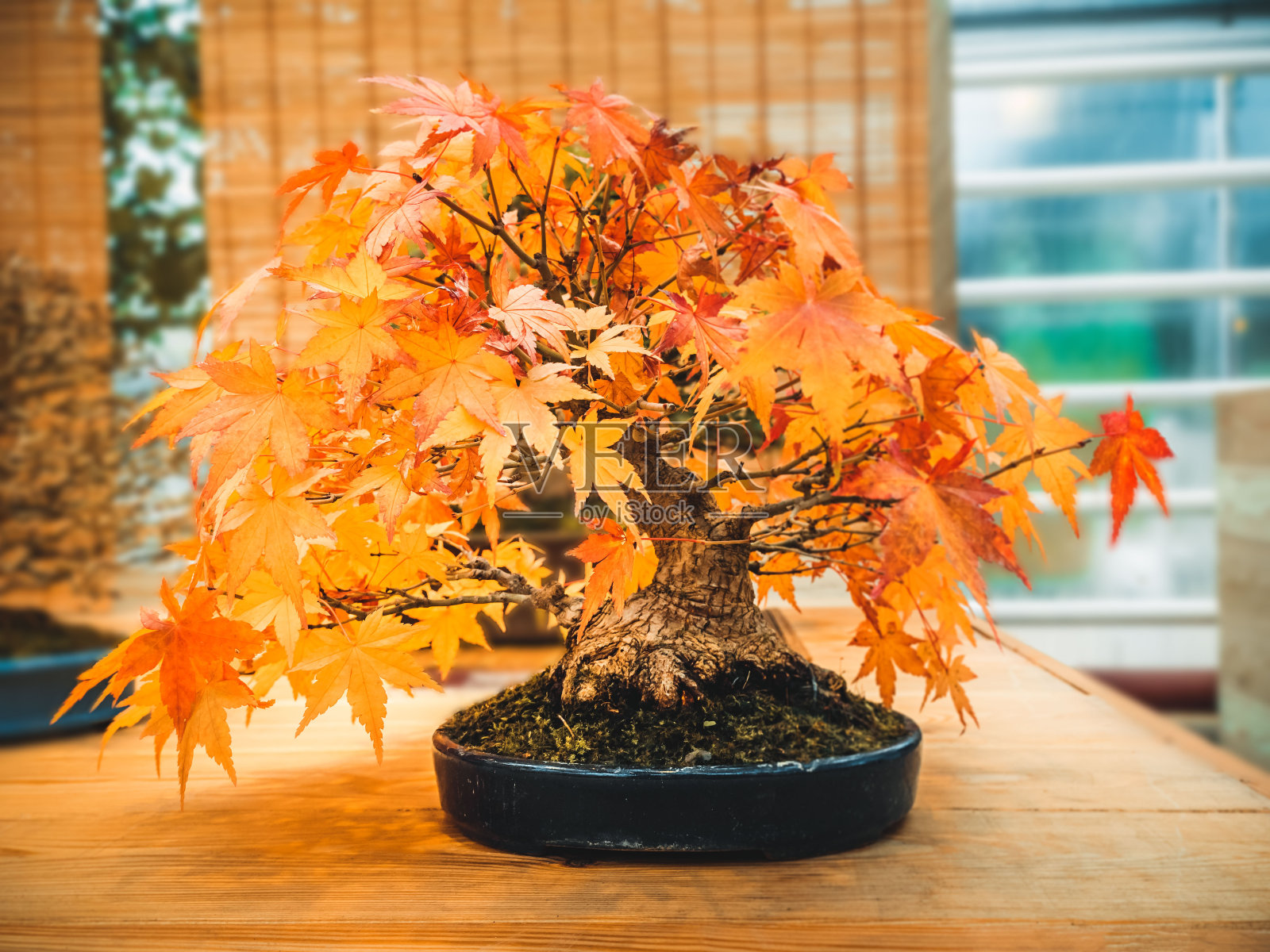 猩红的枫木盆景槭树槭掌盆景树三叉戟枫在秋天照片摄影图片