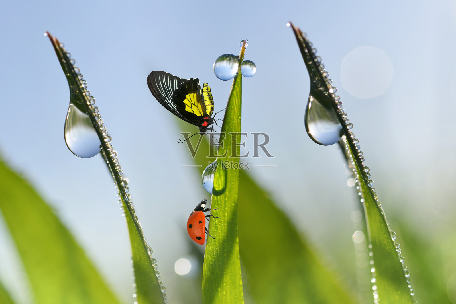 瓢虫和蝴蝶在带露珠的草叶上。照片摄影图片
