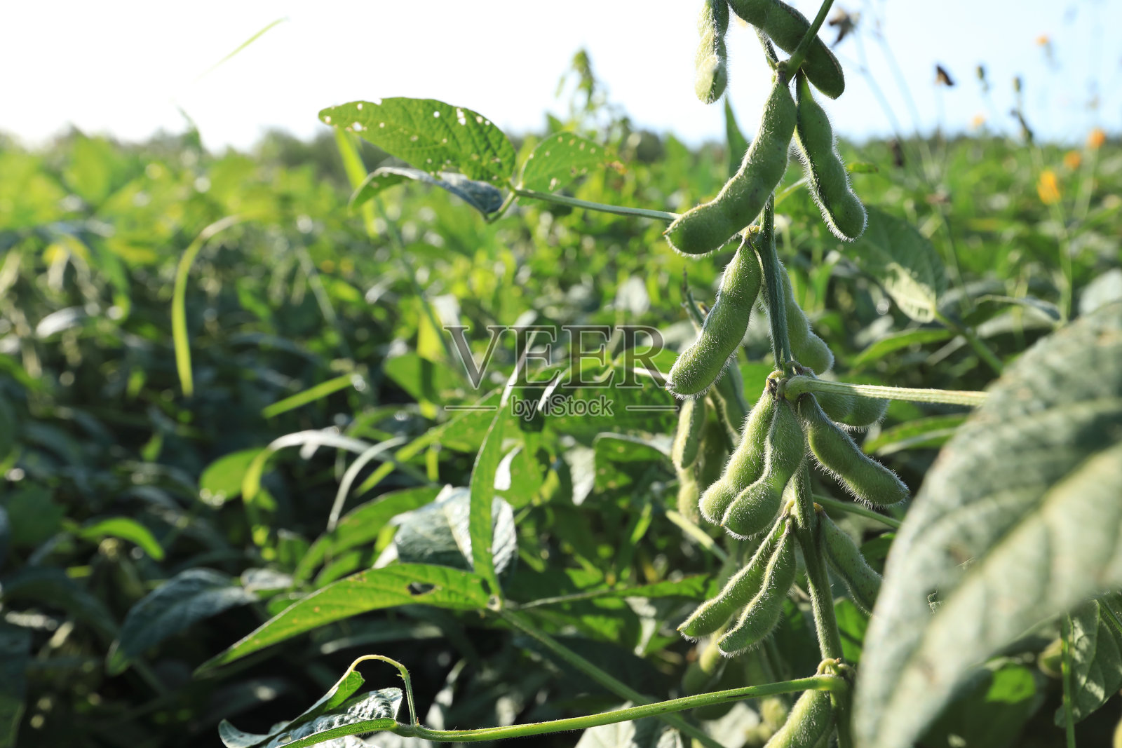 田间生长的青豆作物照片摄影图片