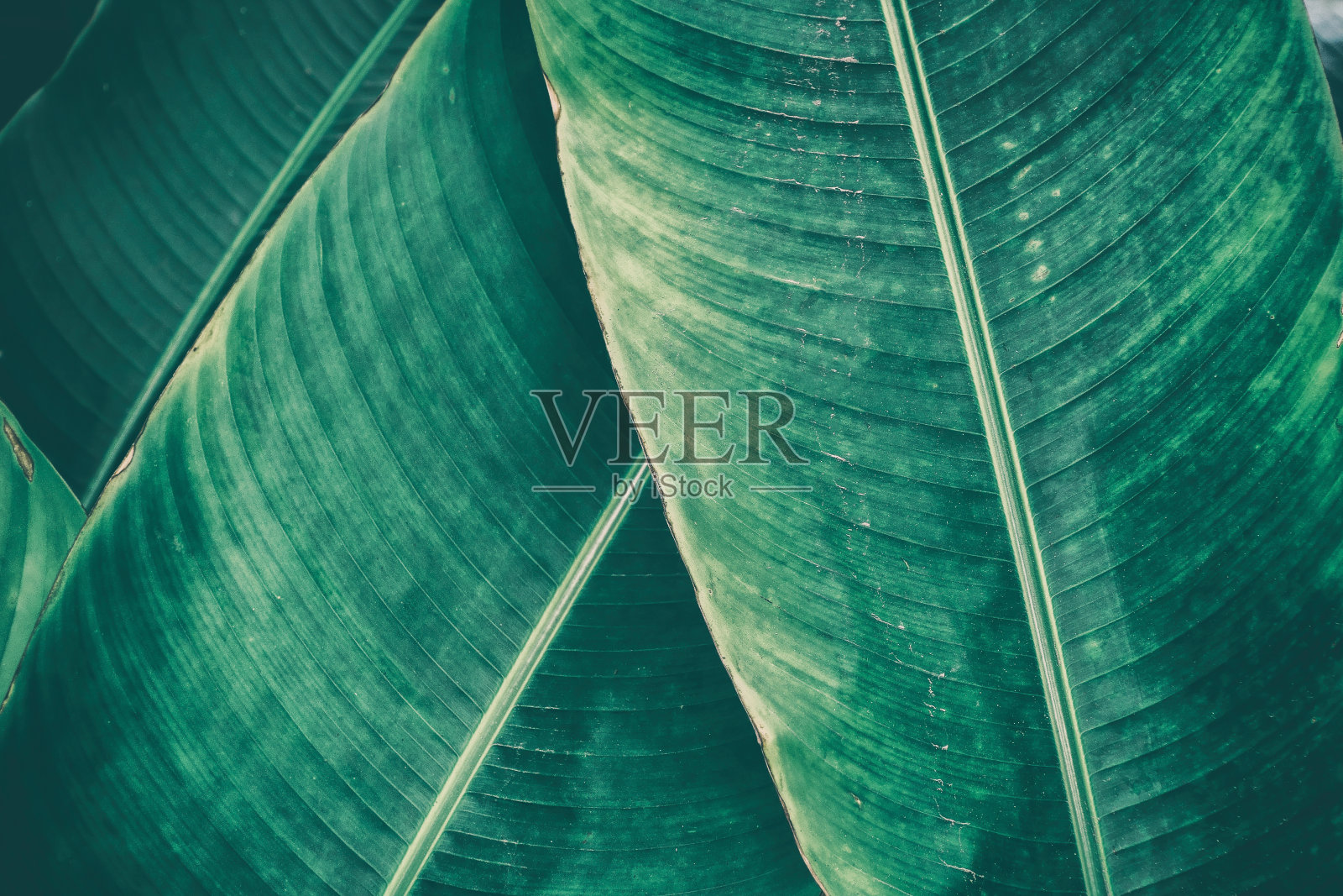 热带棕榈叶的条纹照片摄影图片