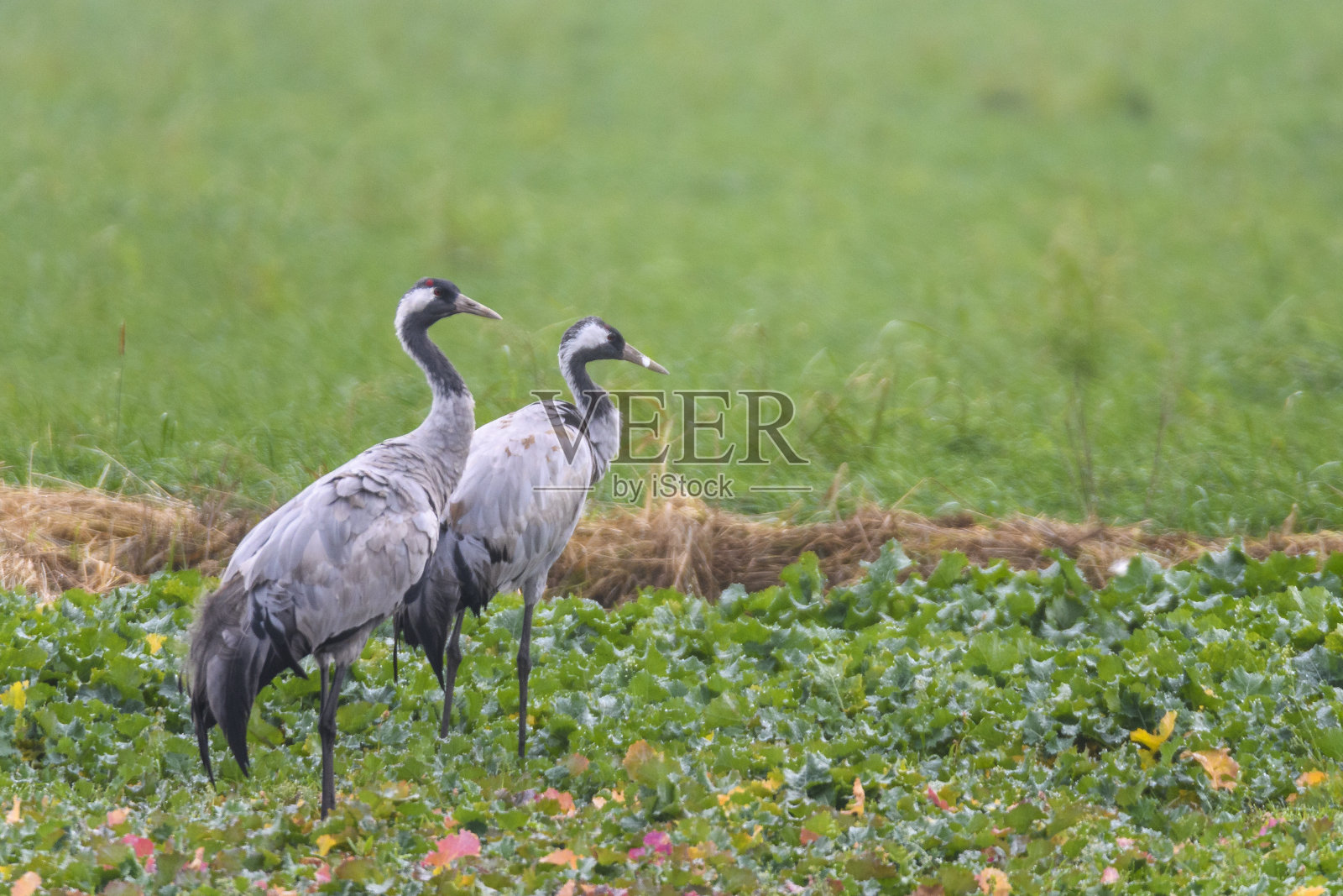 秋季迁徙期间在田野觅食的鹤鸟照片摄影图片