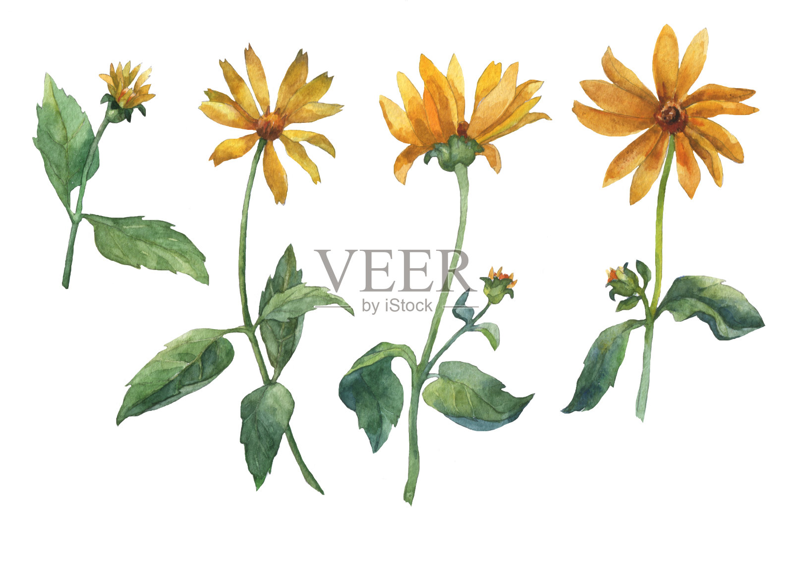 雏菊黄色的花。水彩手绘插图孤立的白色背景。插画图片素材