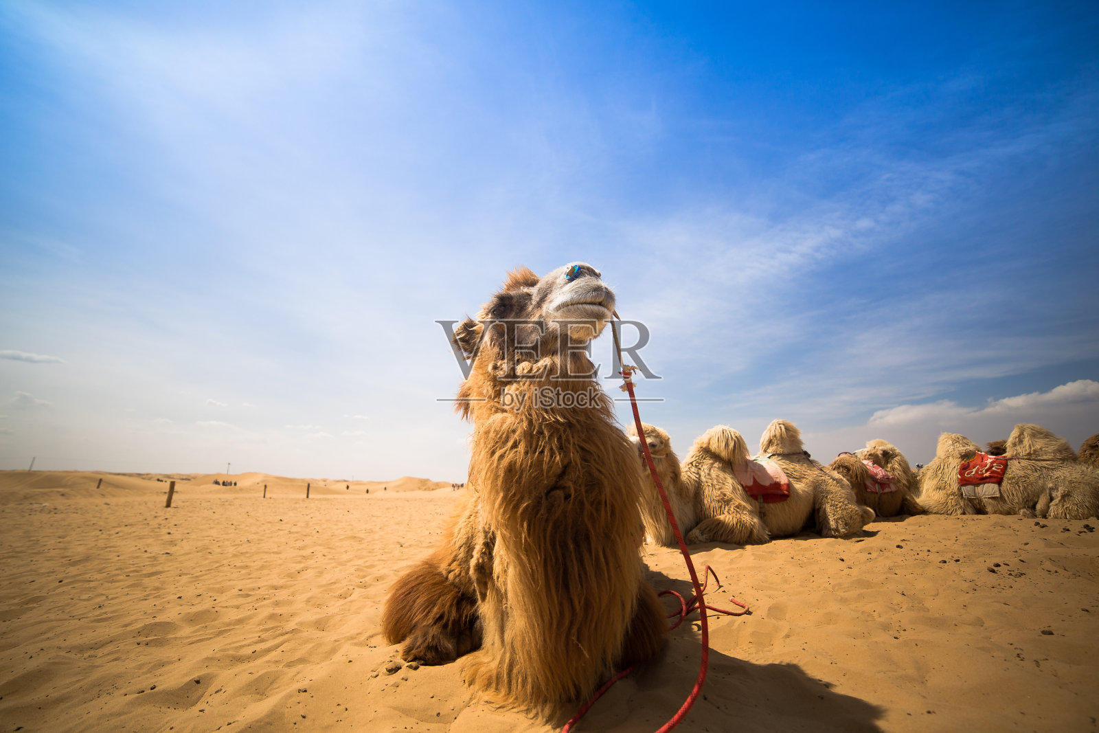 沙漠里的骆驼照片摄影图片
