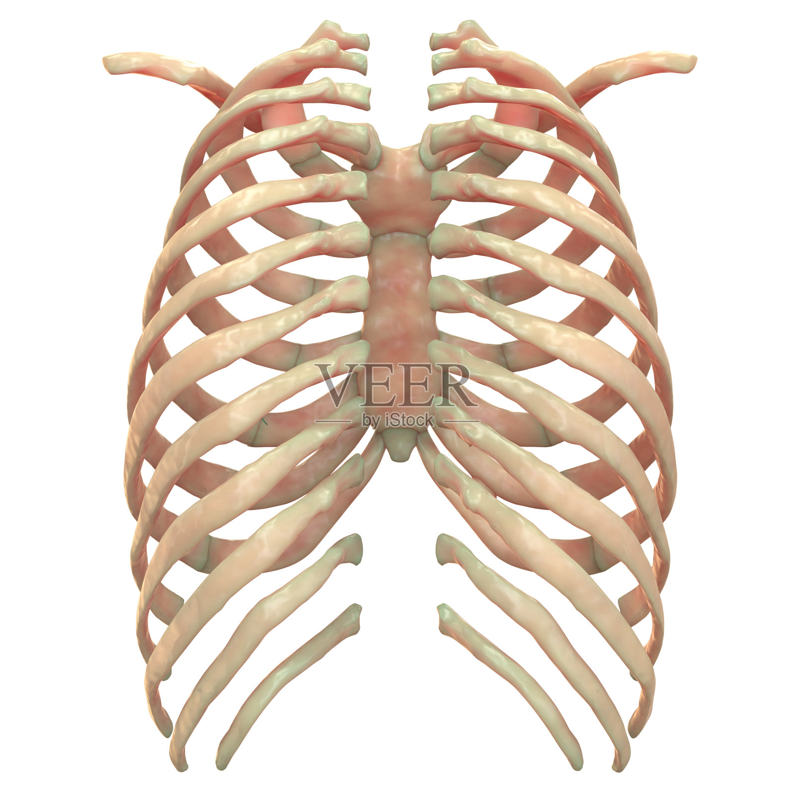 人体骨骼系统肋骨解剖学(后视图)设计元素图片