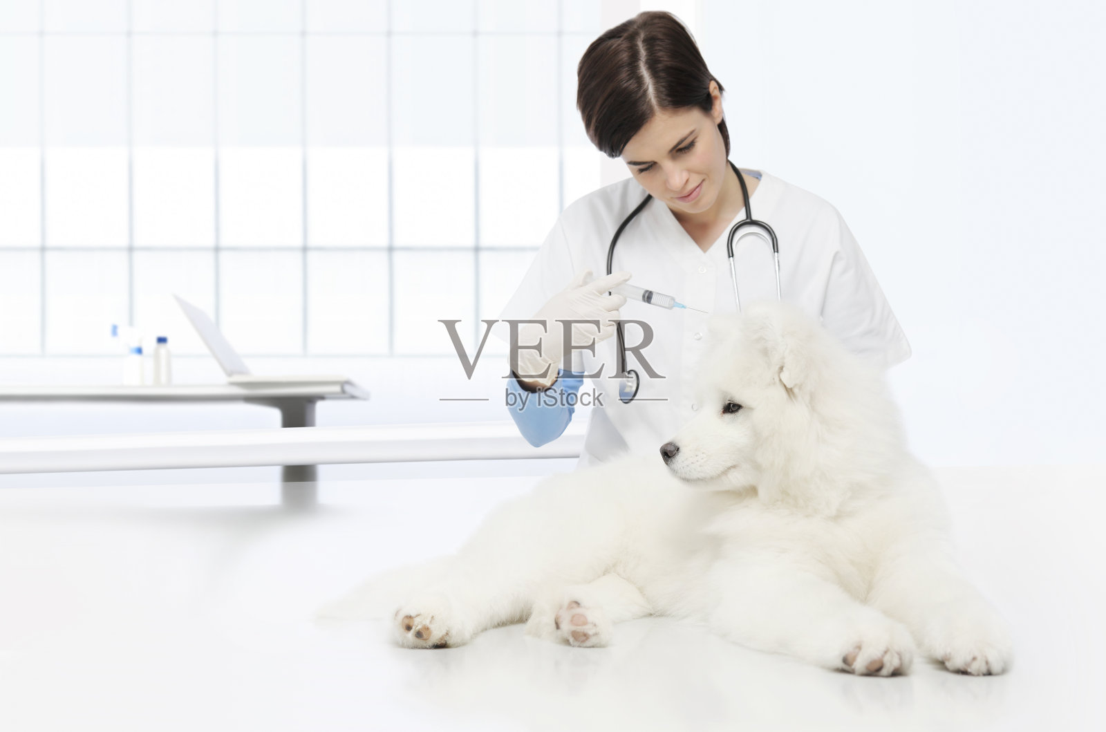 兽医检查犬只，注射疫苗，兽医用注射器放在兽医诊所的桌子上照片摄影图片