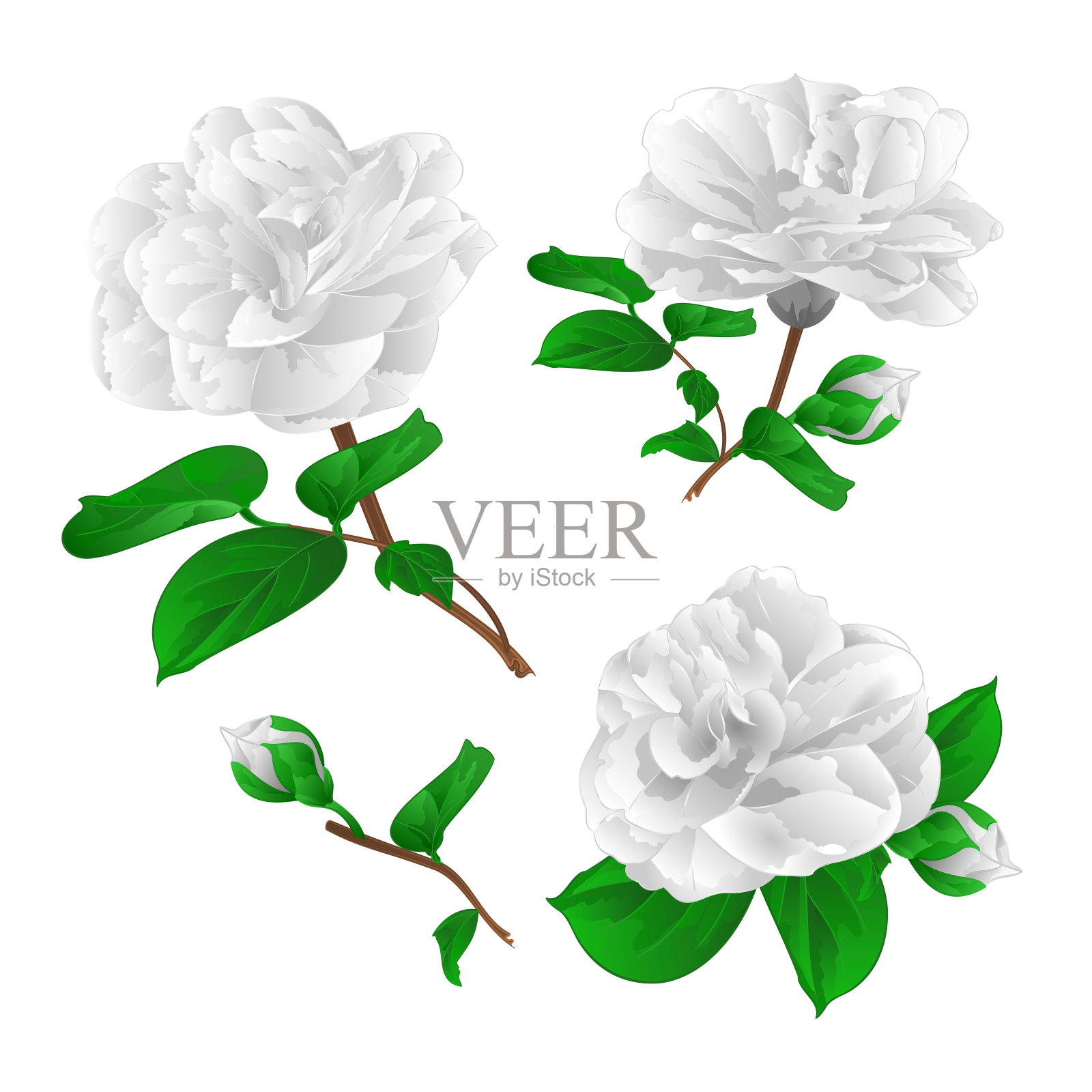 三朵白花带花蕾的山茶复古矢量插图可编辑插画图片素材