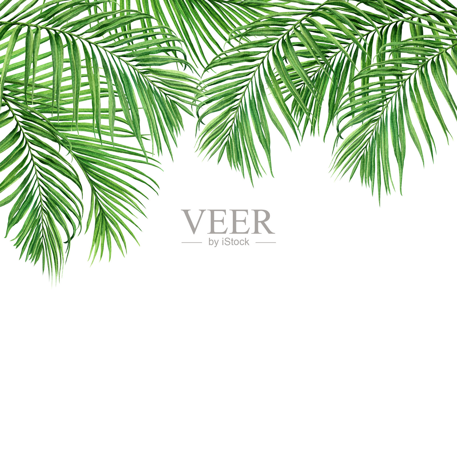 水彩画框椰子，棕榈叶，绿叶孤立在白色的背景。水彩手绘插图热带异国情调的墙纸，背景，卡片，复古夏威夷风格的图案照片摄影图片