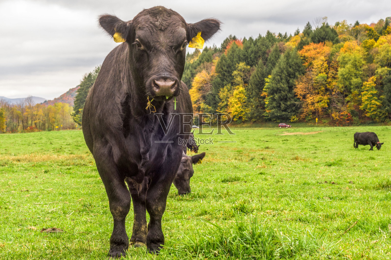4个季节——佛蒙特州秋天的奶牛照片摄影图片