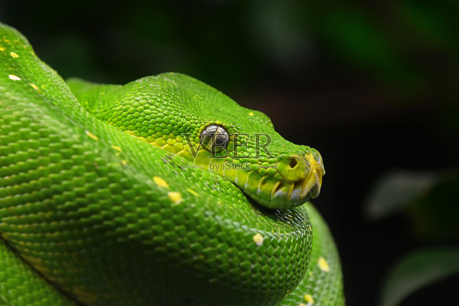 绿树蟒蛇的侧面肖像特写照片摄影图片