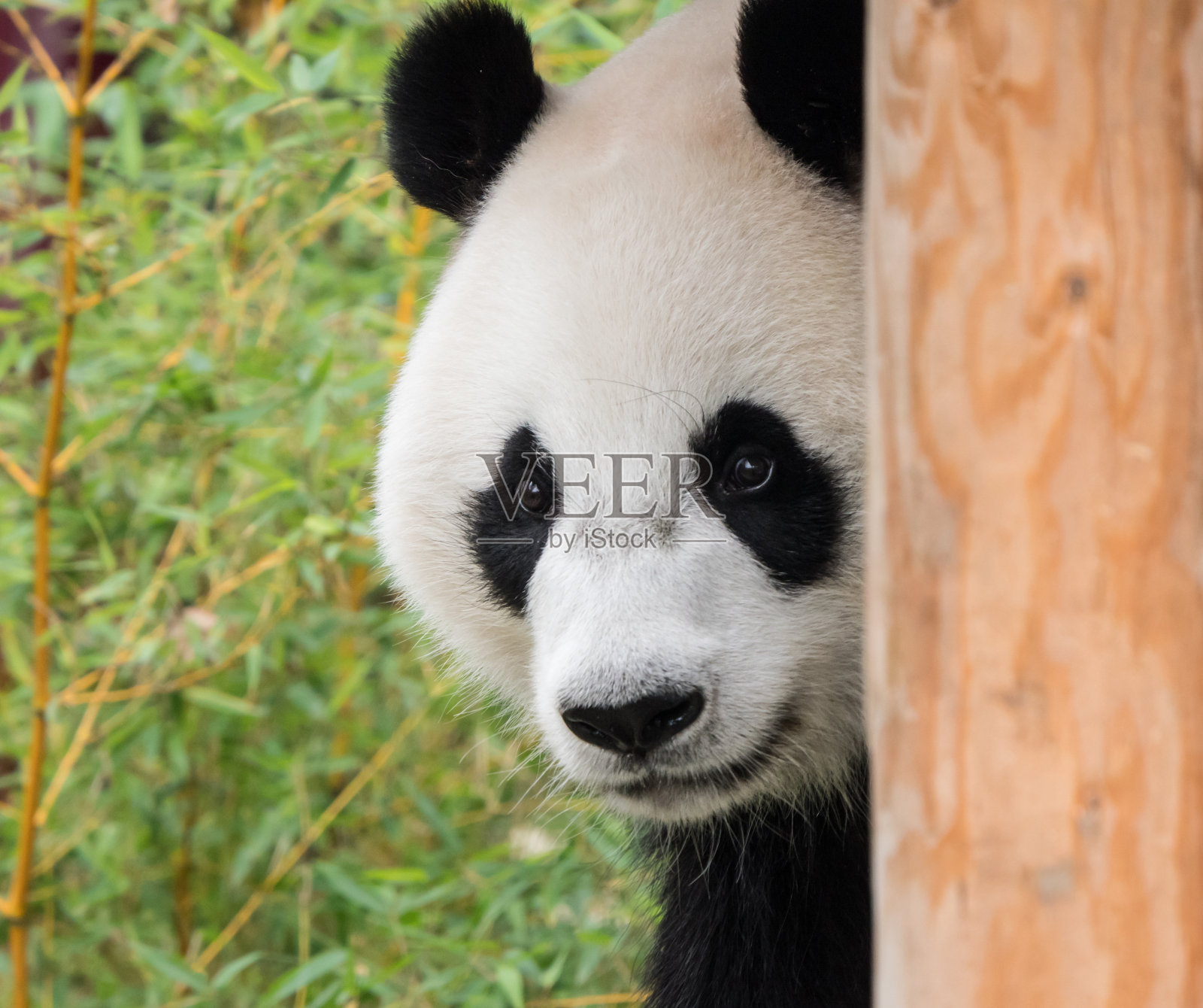 大熊猫熊的特写照片摄影图片