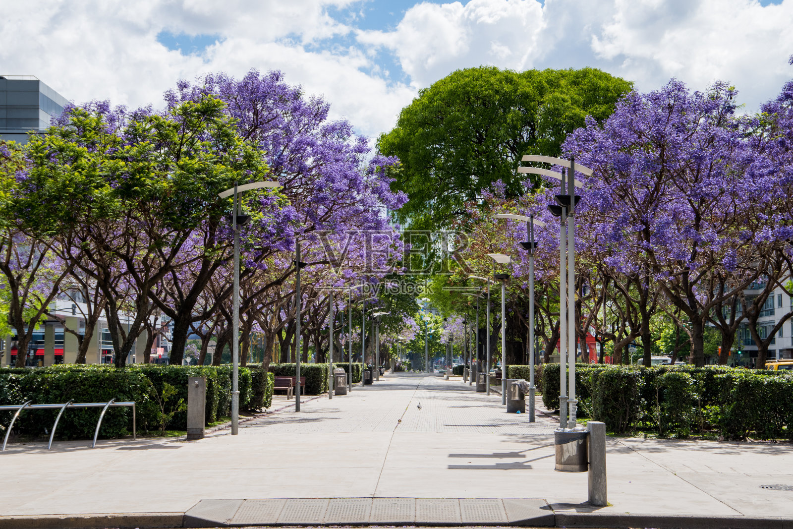 马德罗港的蓝花楹树和紫罗兰照片摄影图片