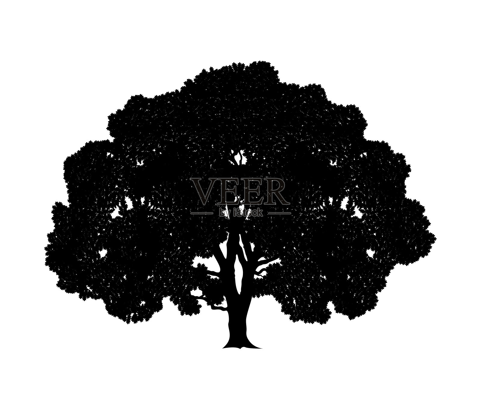 橡树。孤立的橡木在白色背景设计元素图片