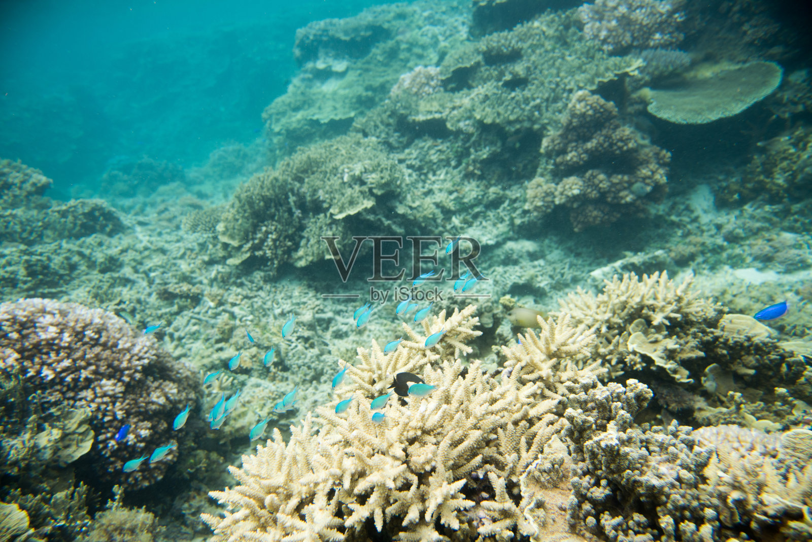 星盘礁的绿铬照片摄影图片