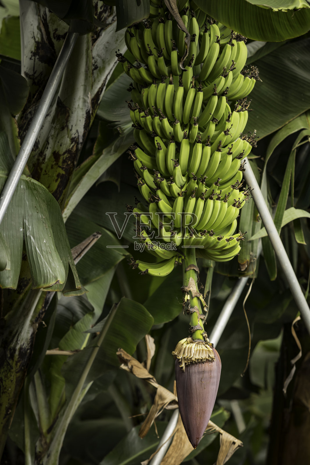 农业种植香蕉照片摄影图片
