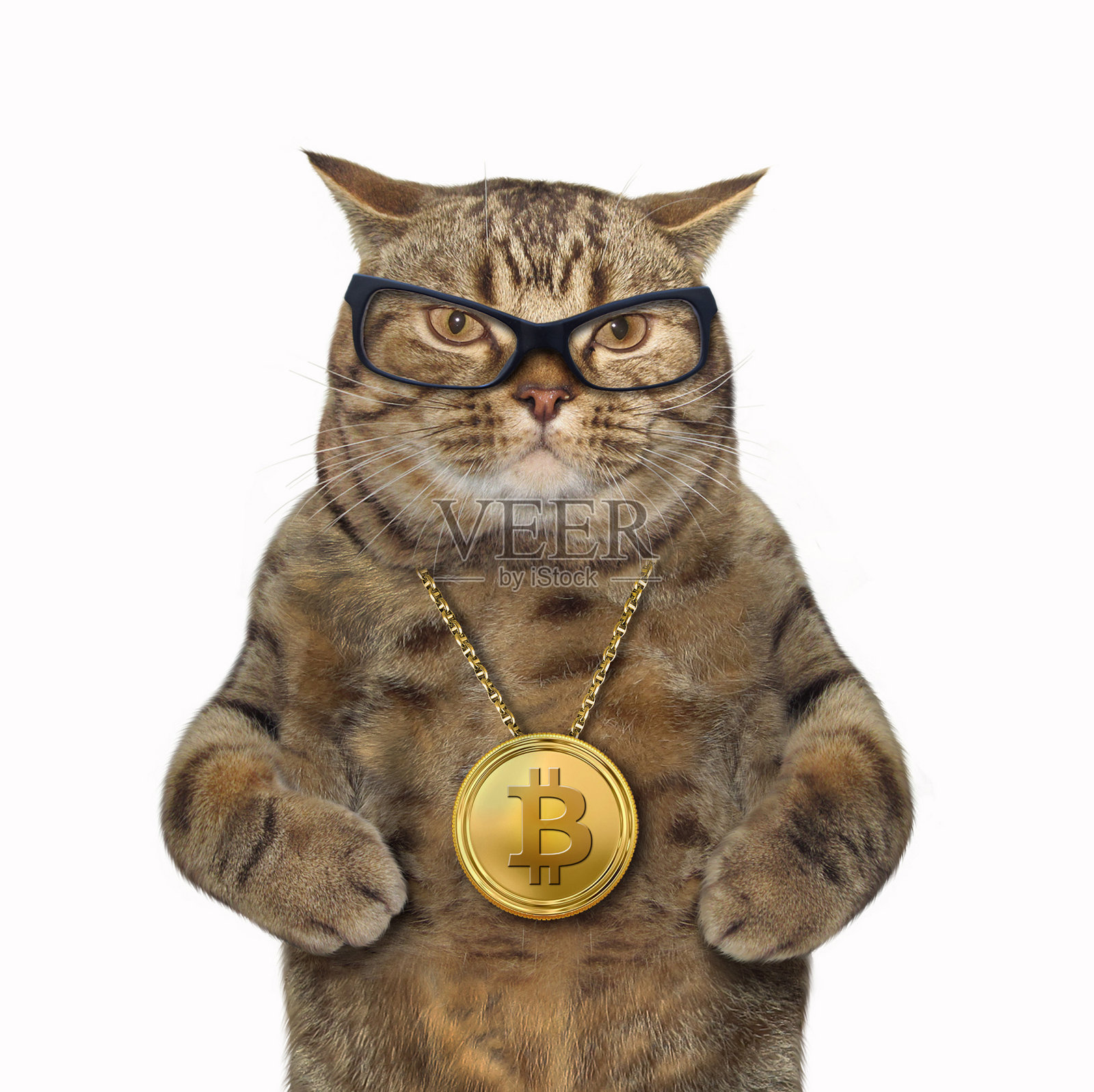 猫与比特币奖章照片摄影图片