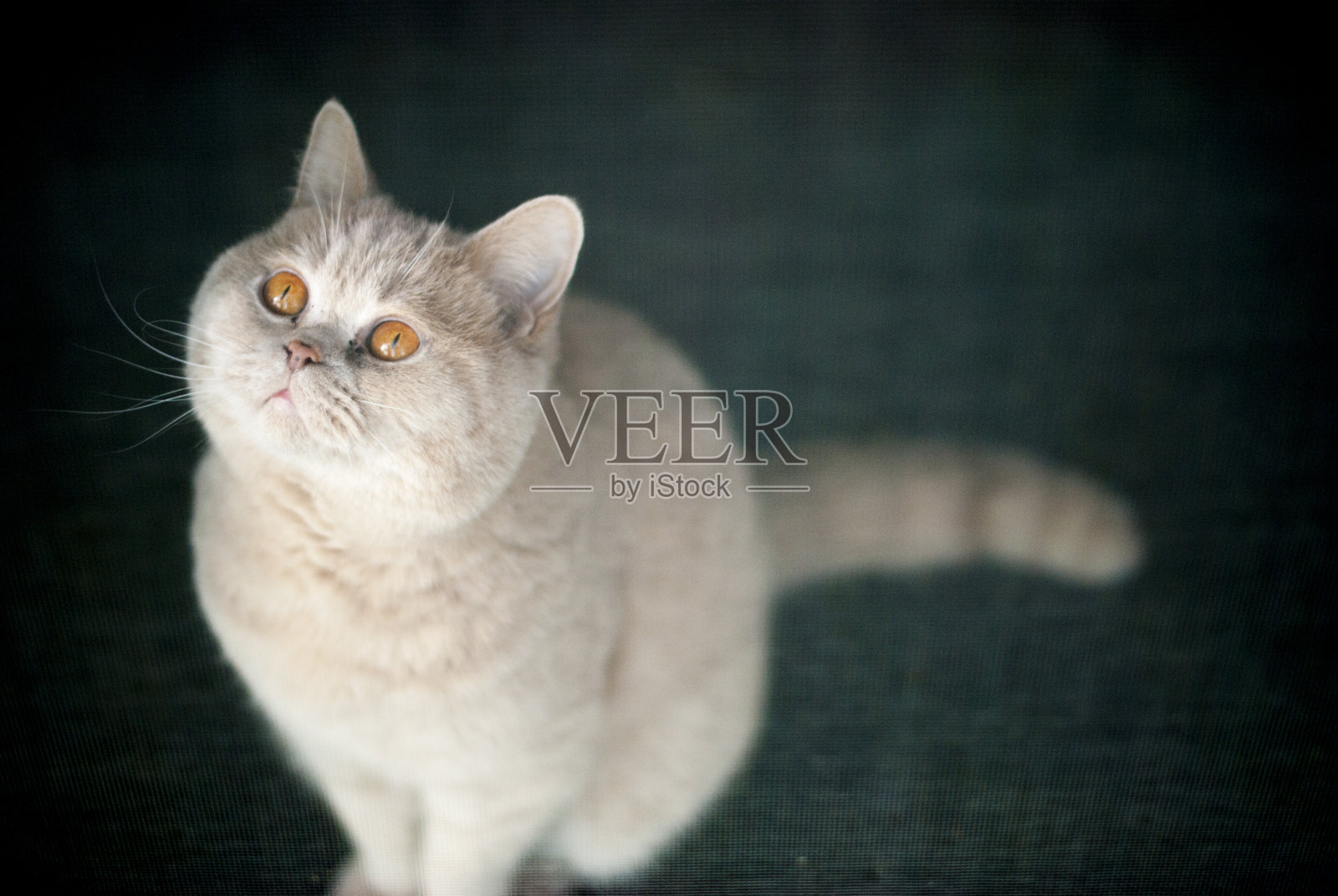 米色英国短毛猫纯种照片摄影图片