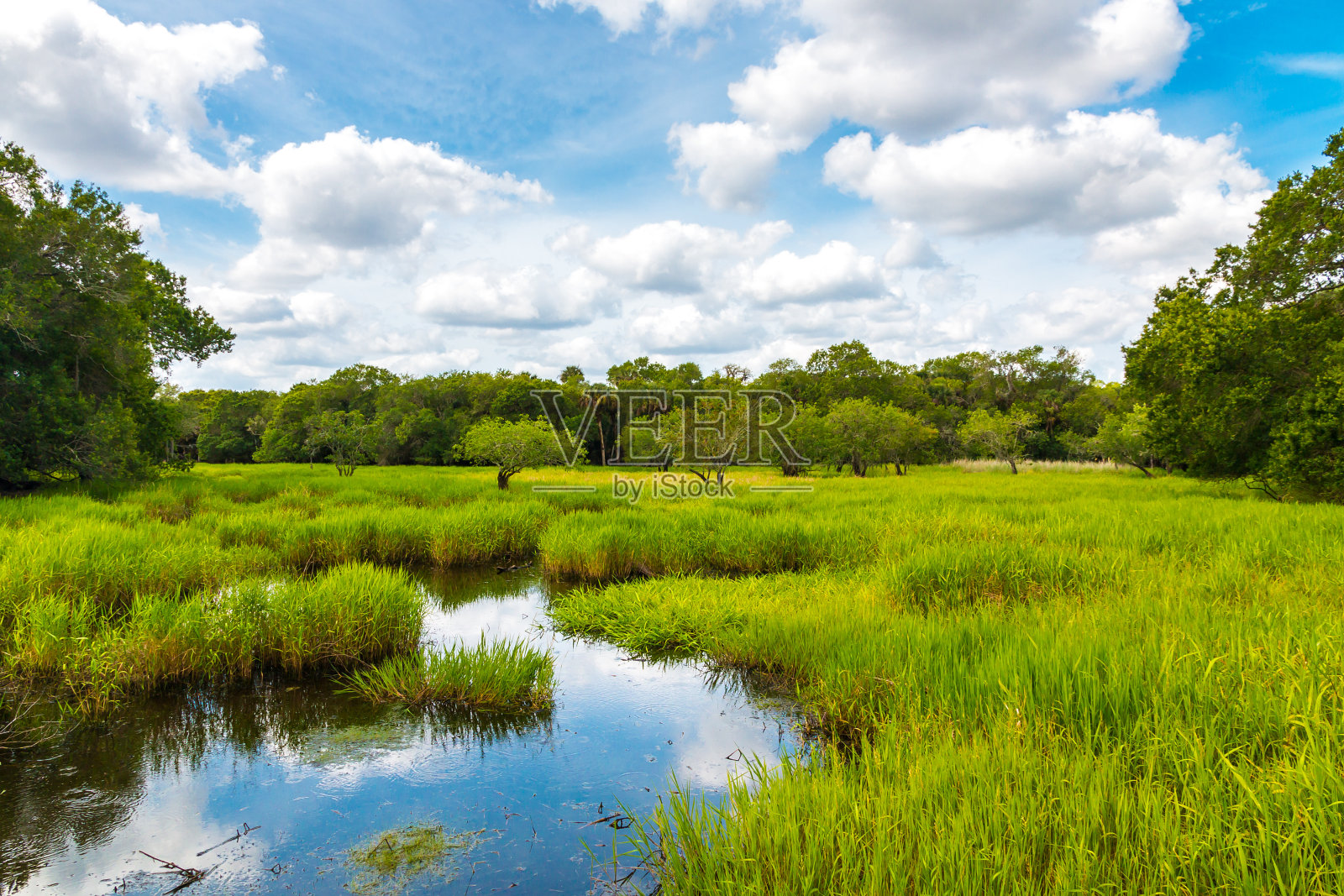 佛罗里达湿地，自然景观。照片摄影图片