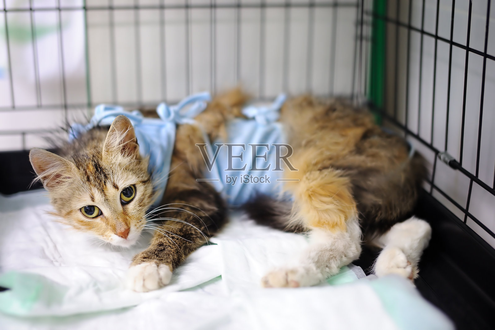 在兽医诊所的笼子里用绷带包扎过手术后的猫照片摄影图片