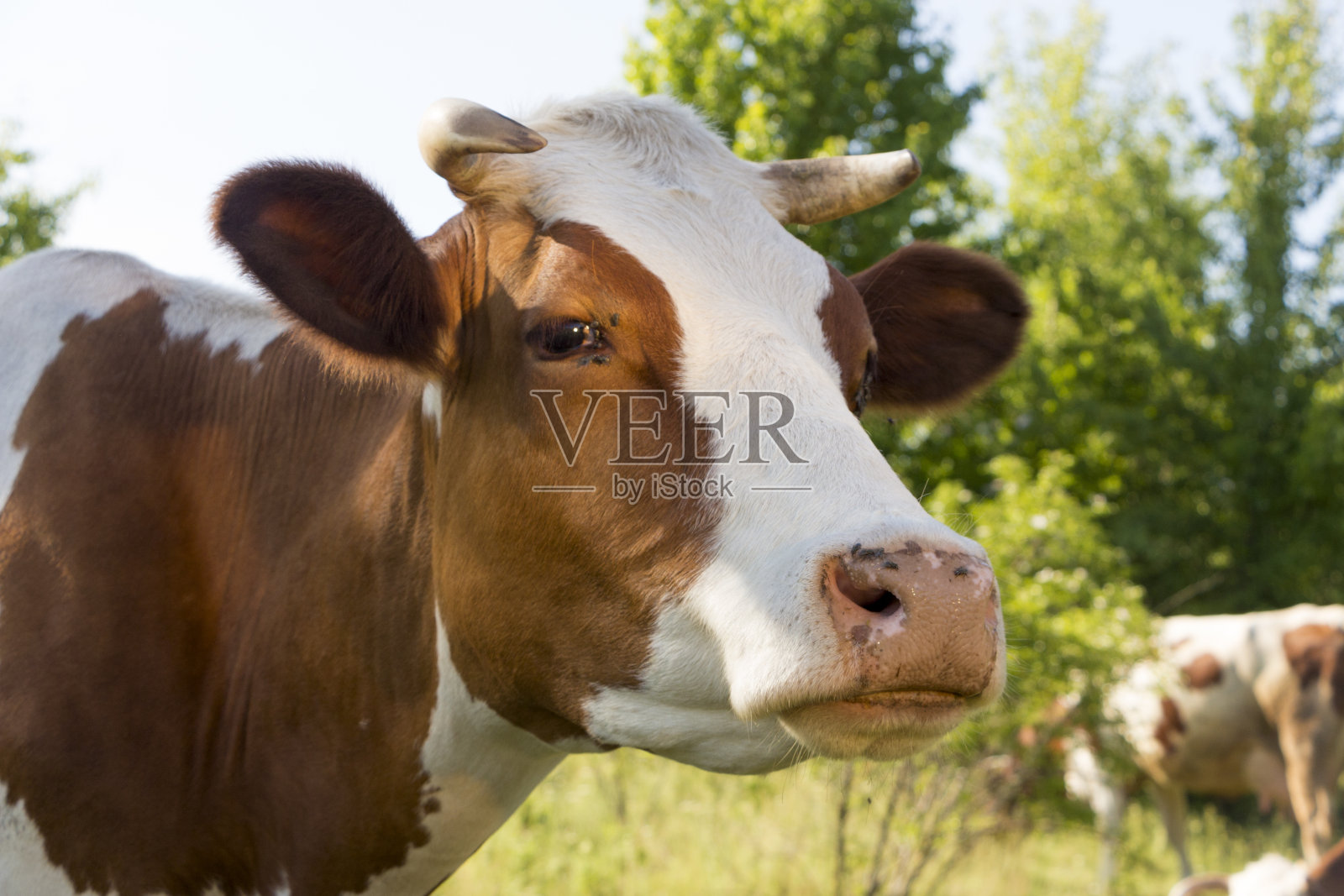 在一个晴朗的夏日，一头牛在绿色的草地上吃草照片摄影图片
