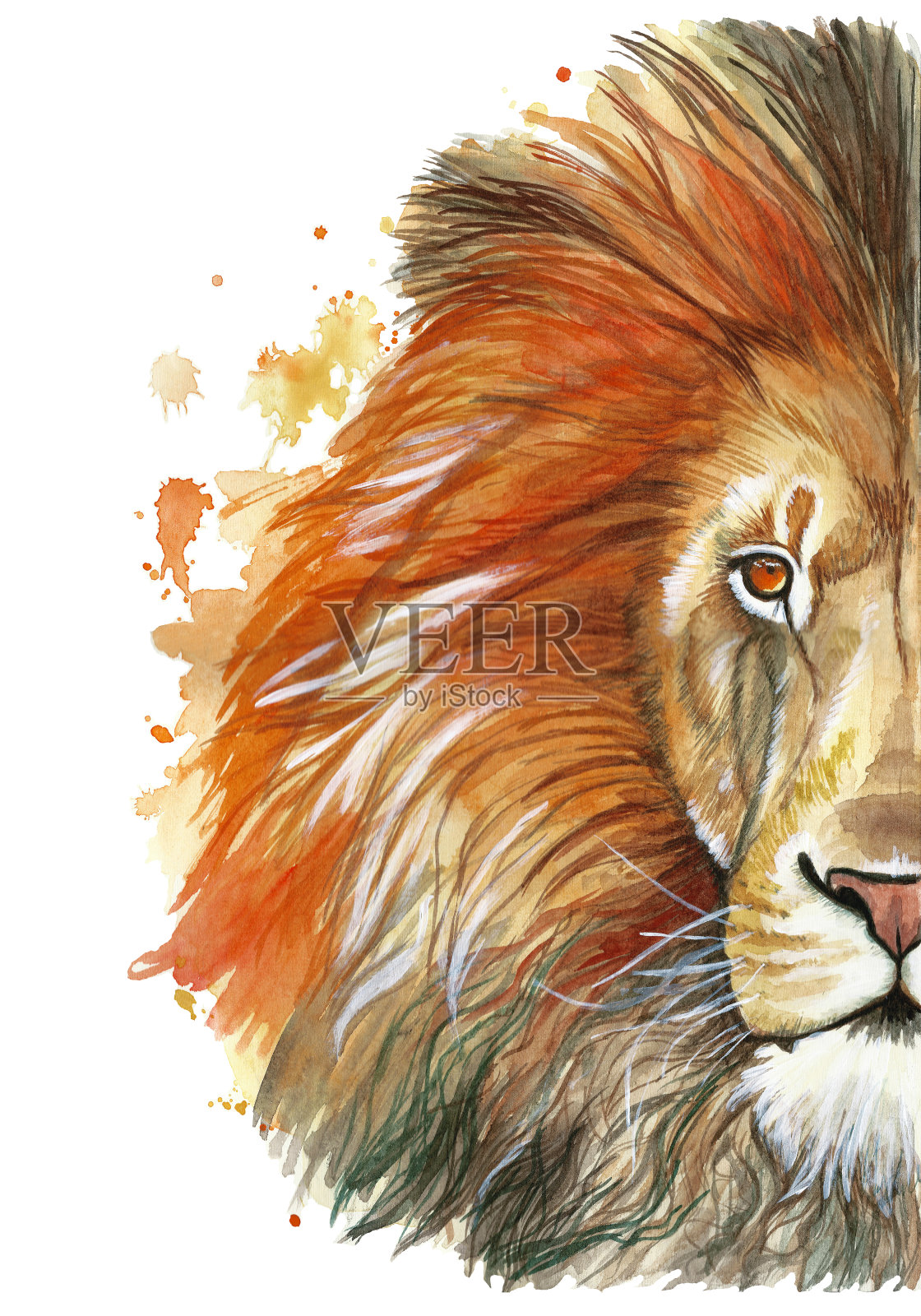 水彩画动物哺乳动物的捕食者一只红色的狮子，红色的鬃毛，狮王的野兽，肖像的伟大，力量，王国，印度，前面的白色背景插画图片素材
