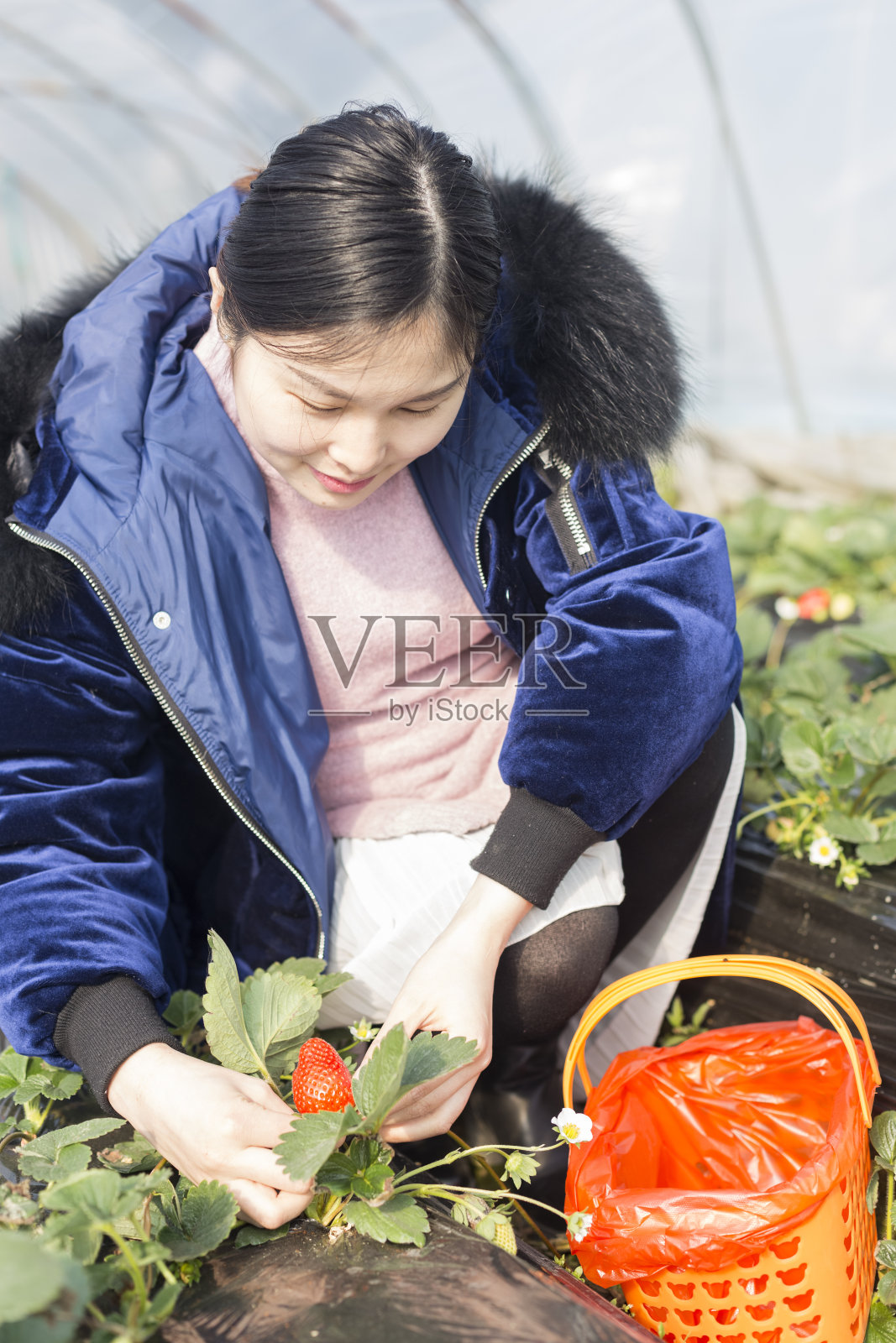 一个女人在温室里用篮子摘草莓照片摄影图片