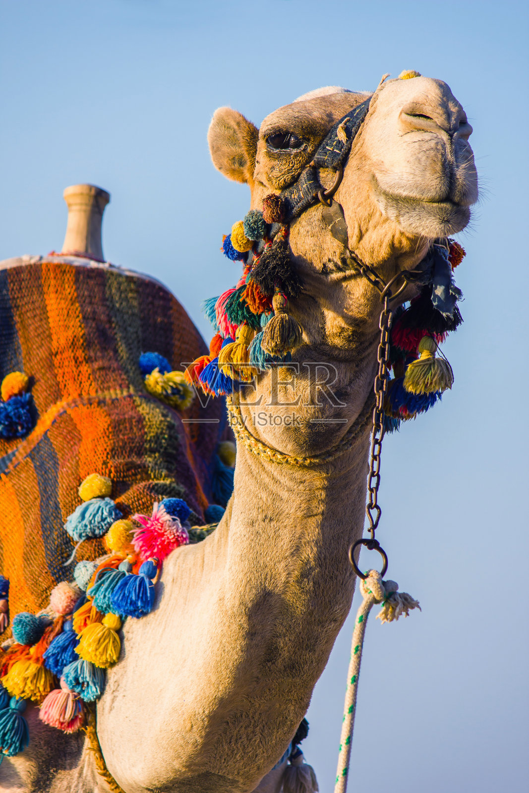 非洲骆驼的口鼻照片摄影图片