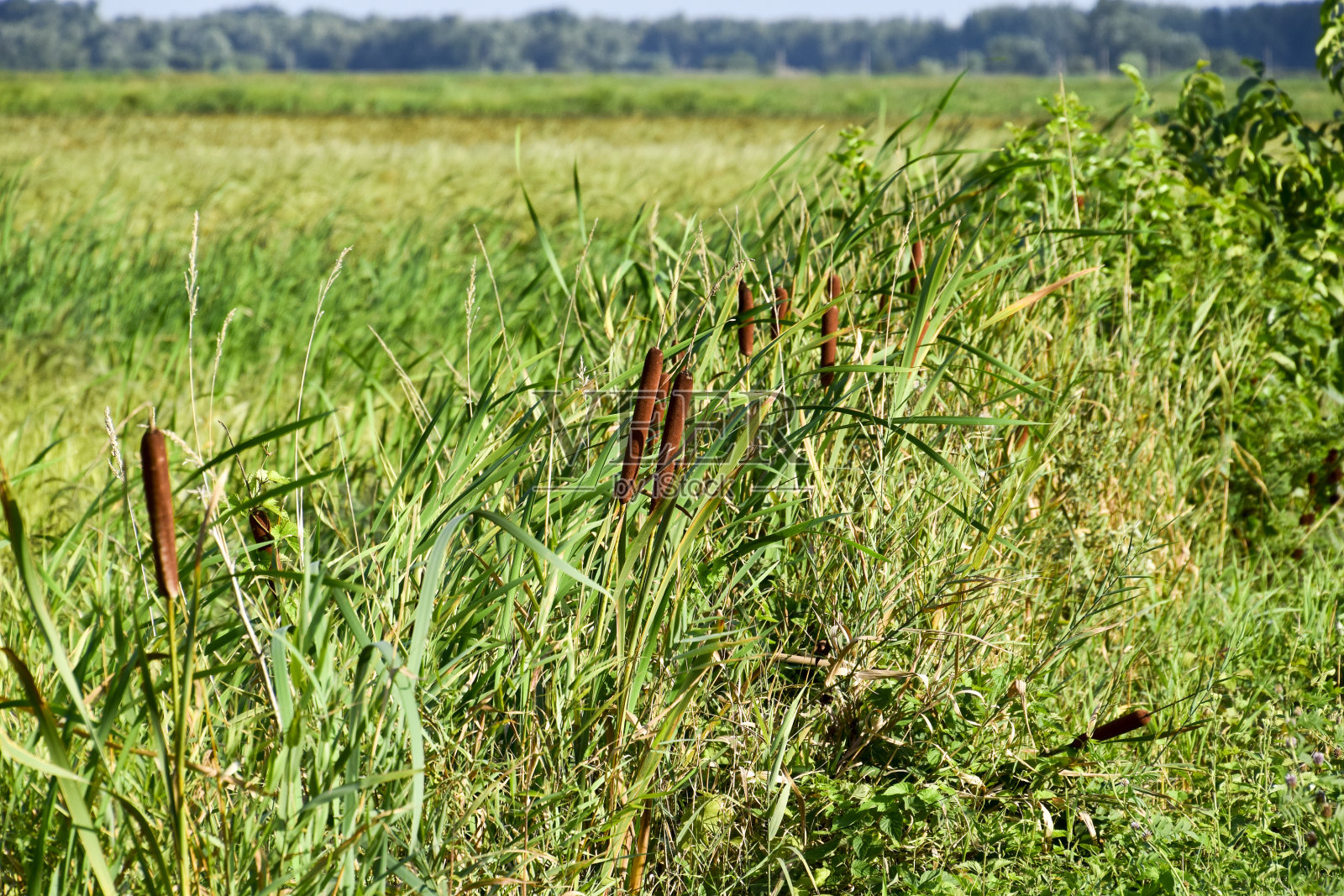 生长在稻田附近的香蒲。香蒲的灌木丛。带种子的棕色篮子照片摄影图片