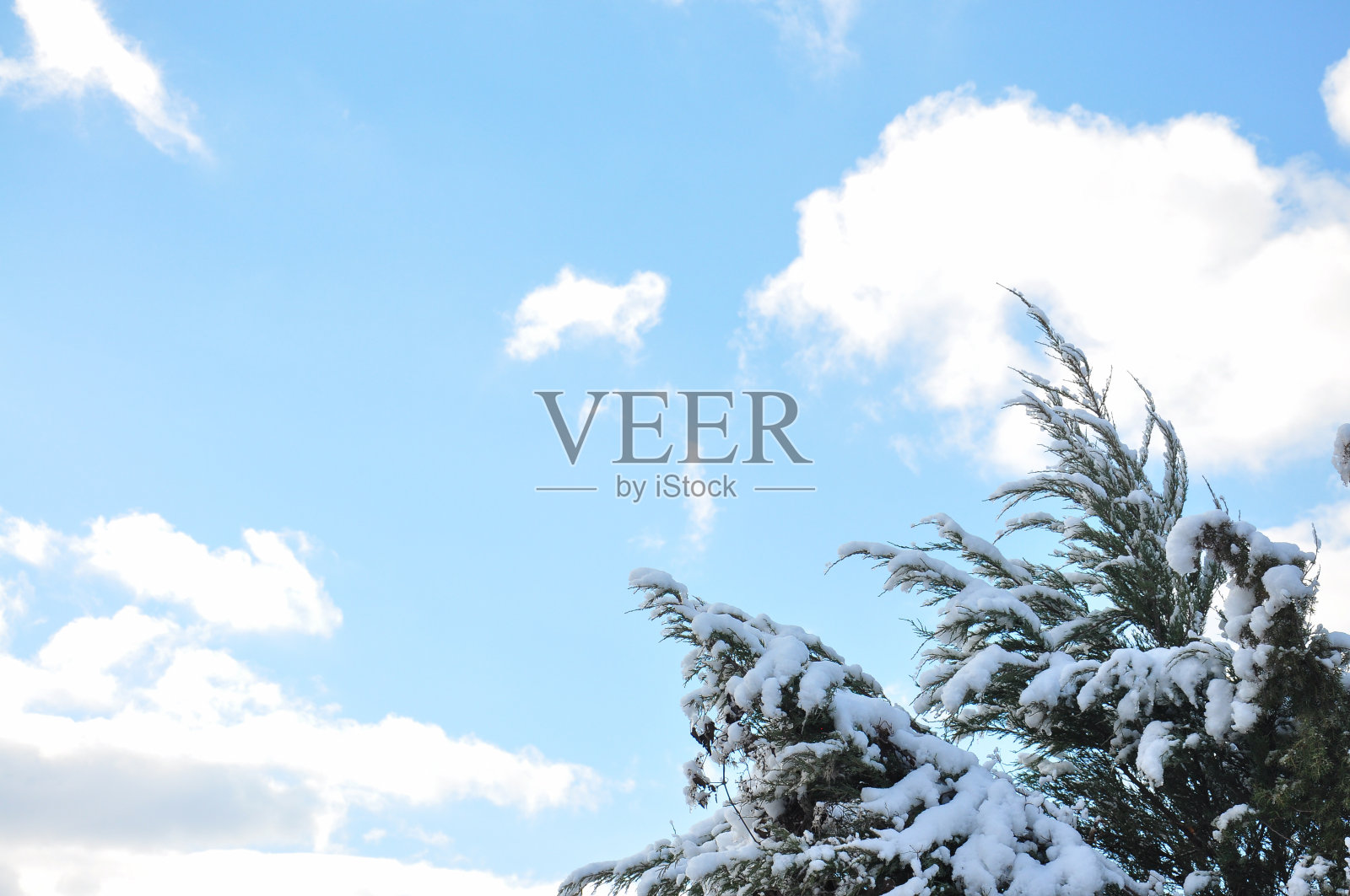 树枝上覆盖着皑皑白雪，天空充满活力。照片摄影图片