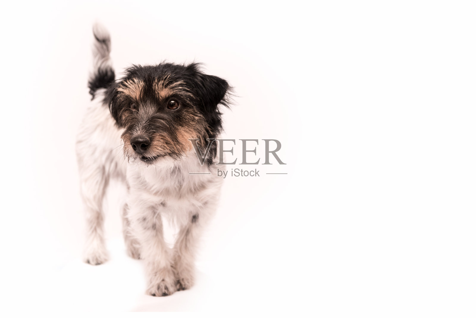 杰克罗素梗3岁，发型粗糙-可爱的小狗-孤立的白色背景照片摄影图片